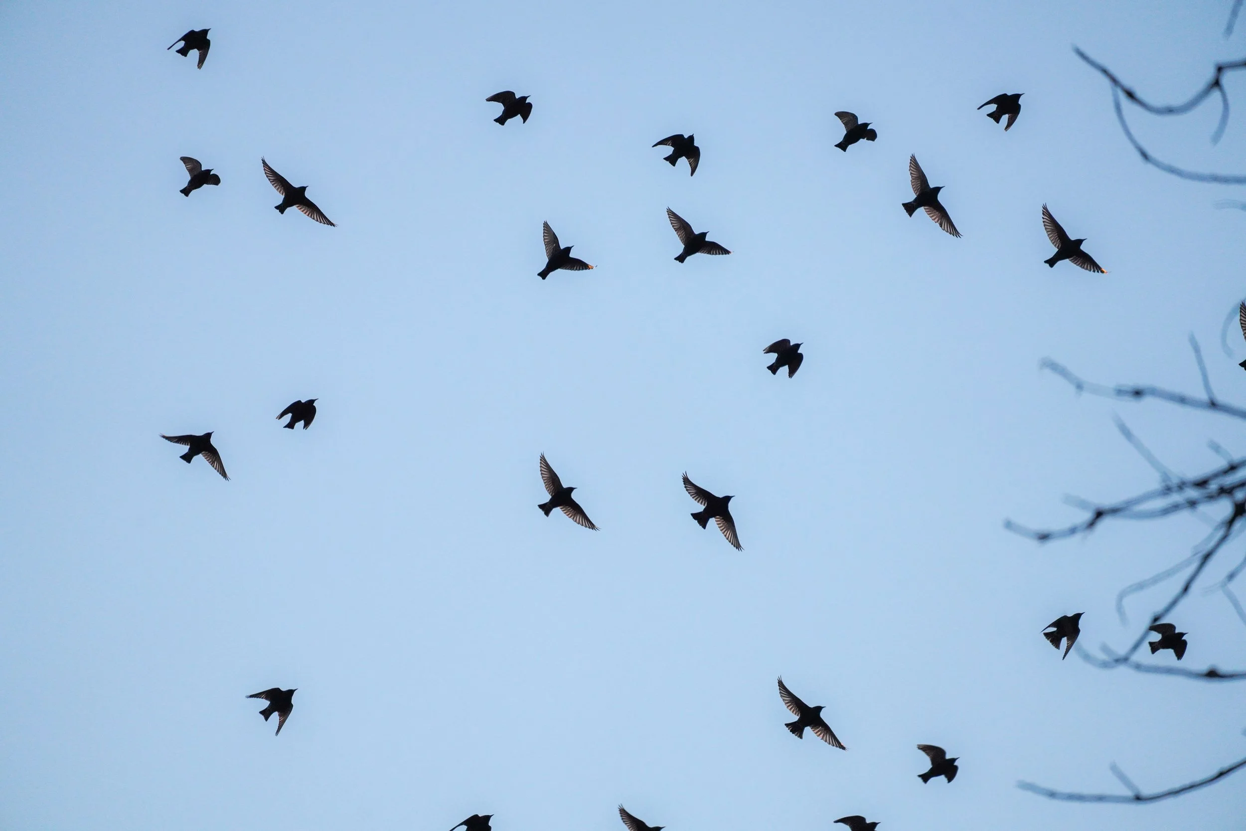 European Starlings