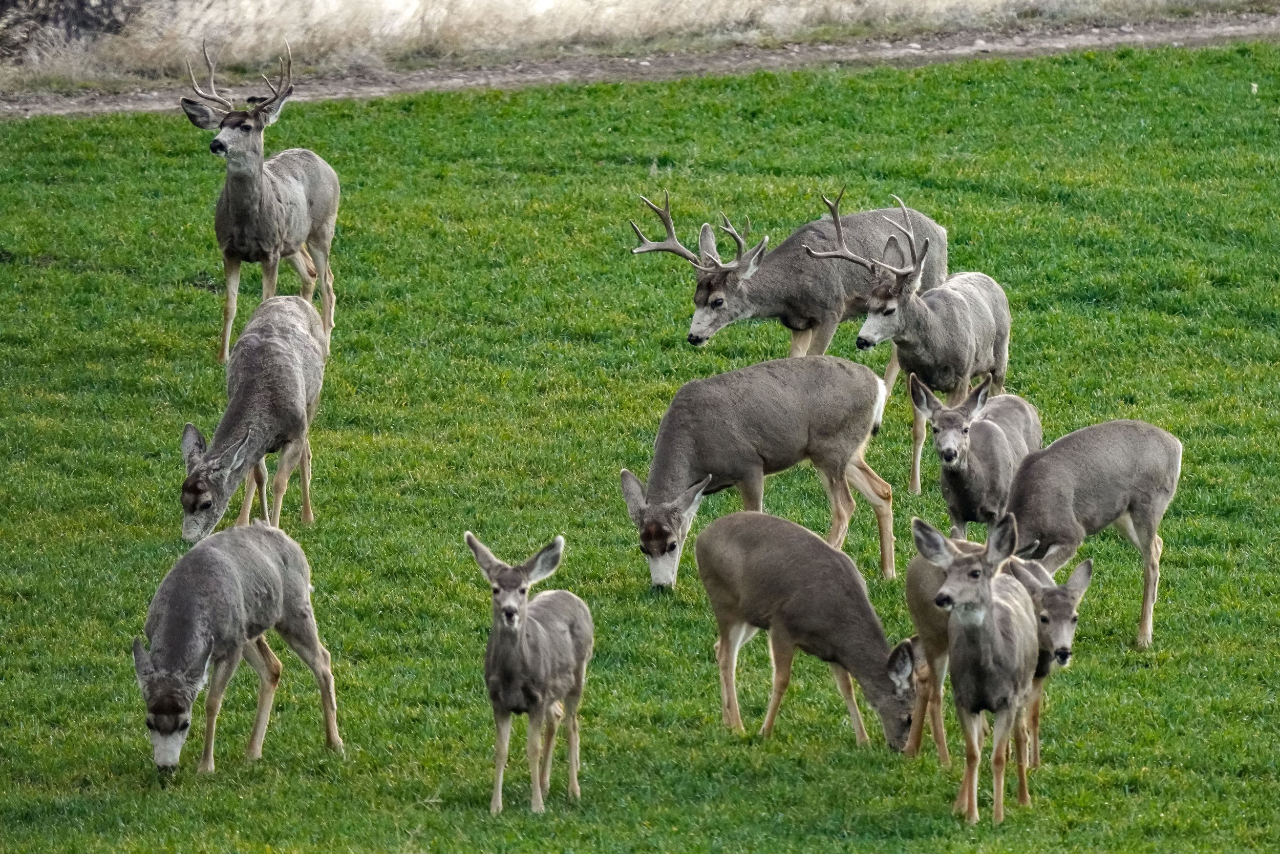 Herd of Mule Deer along one of the Snake River canals