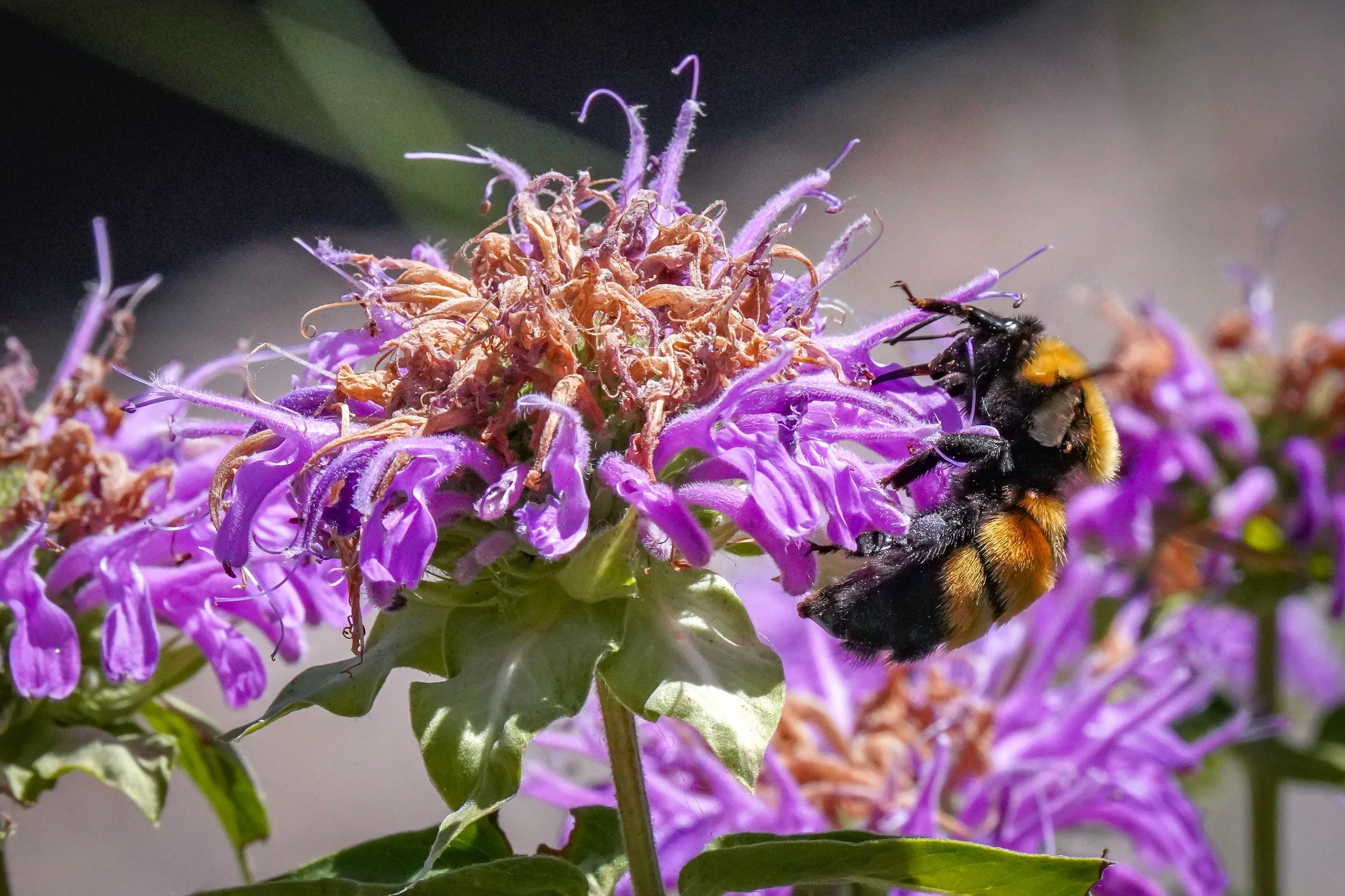 This was the BIGGEST bumble bee!
