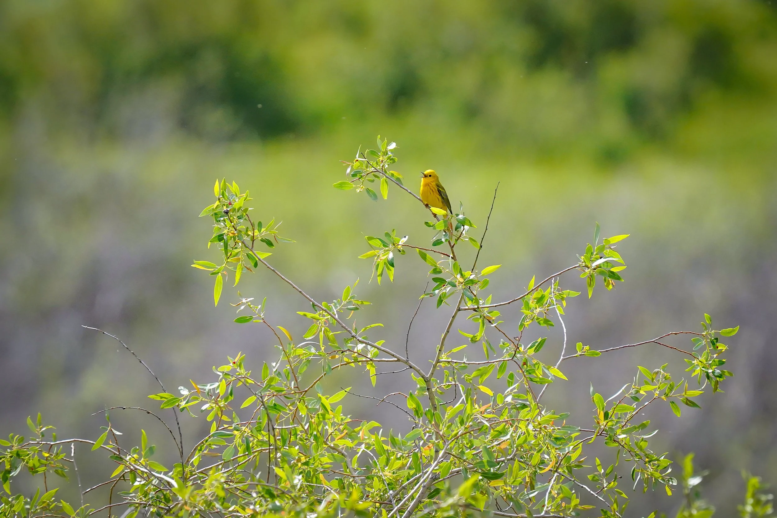 Northern Yellow Warbler