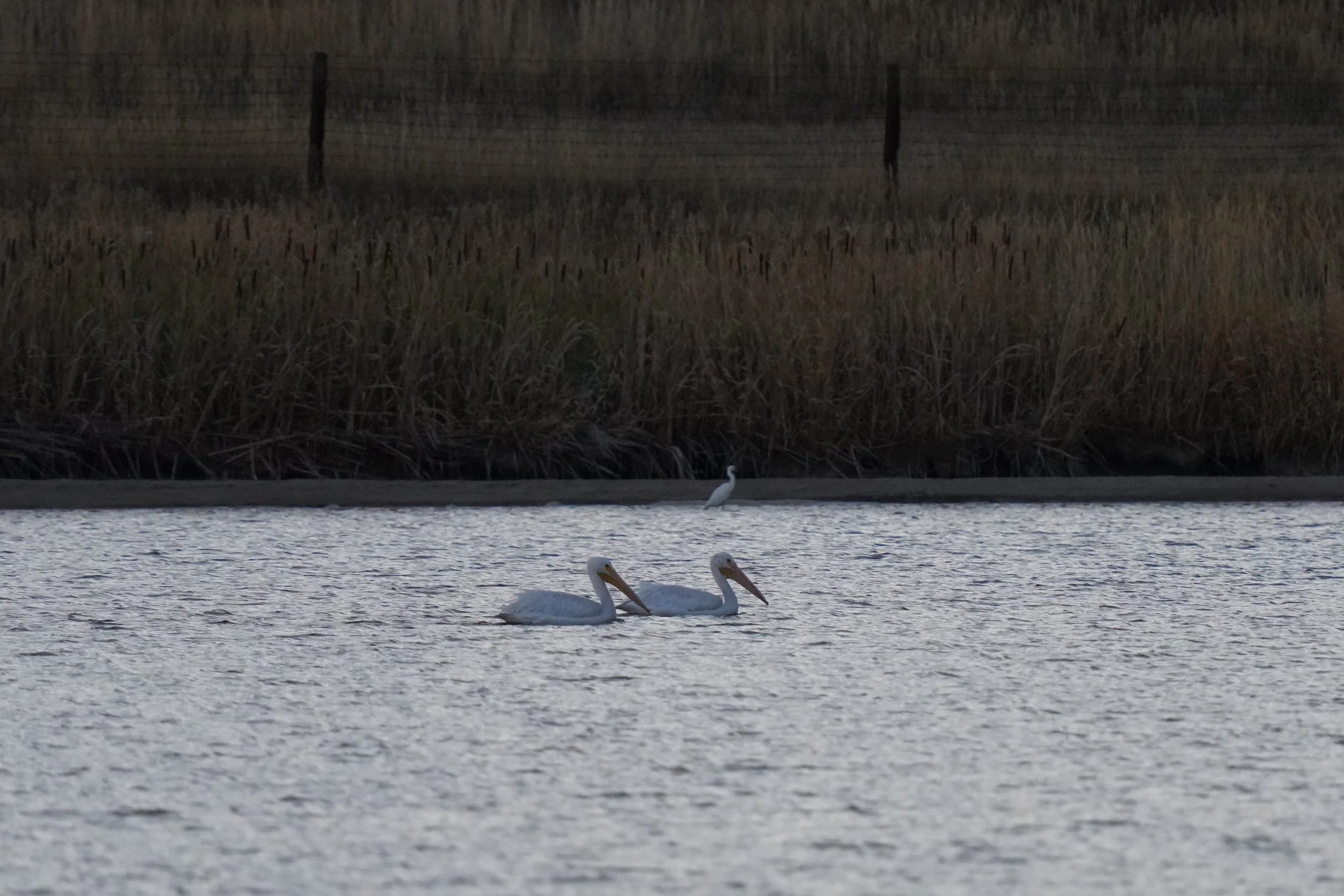 American White Pelicans and Snowy Egret