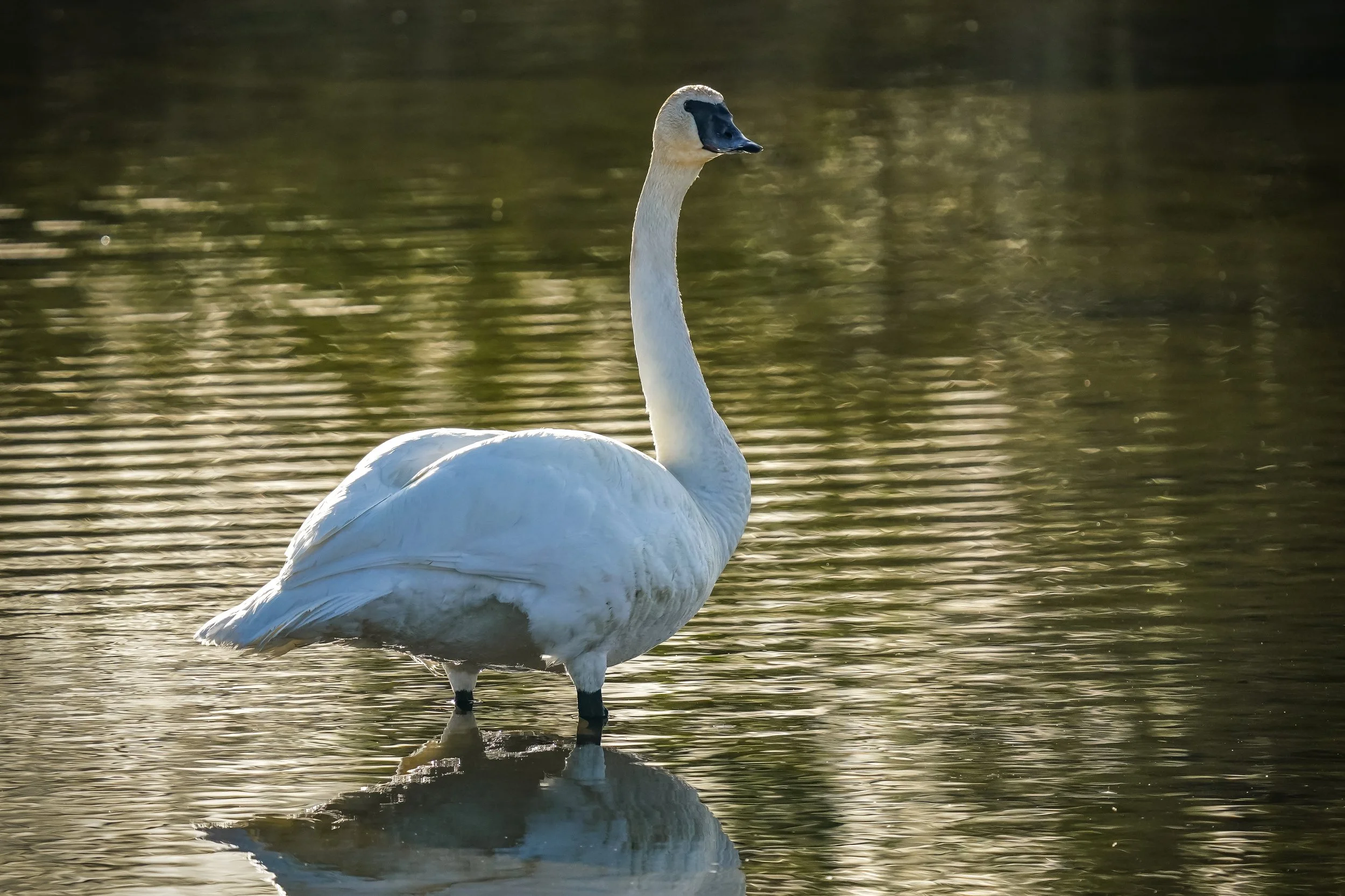 Trumpeter Swan