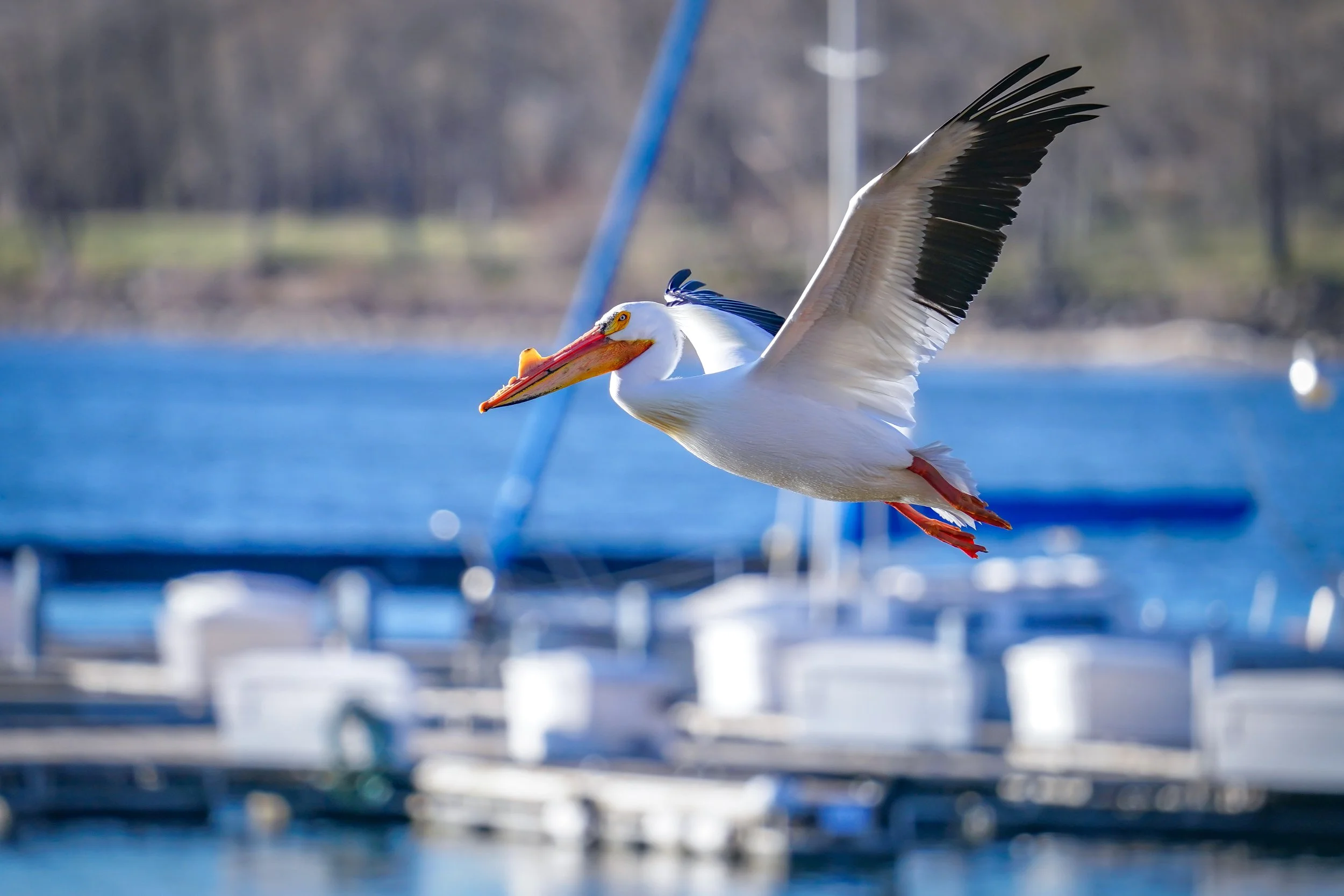 American White Pelican