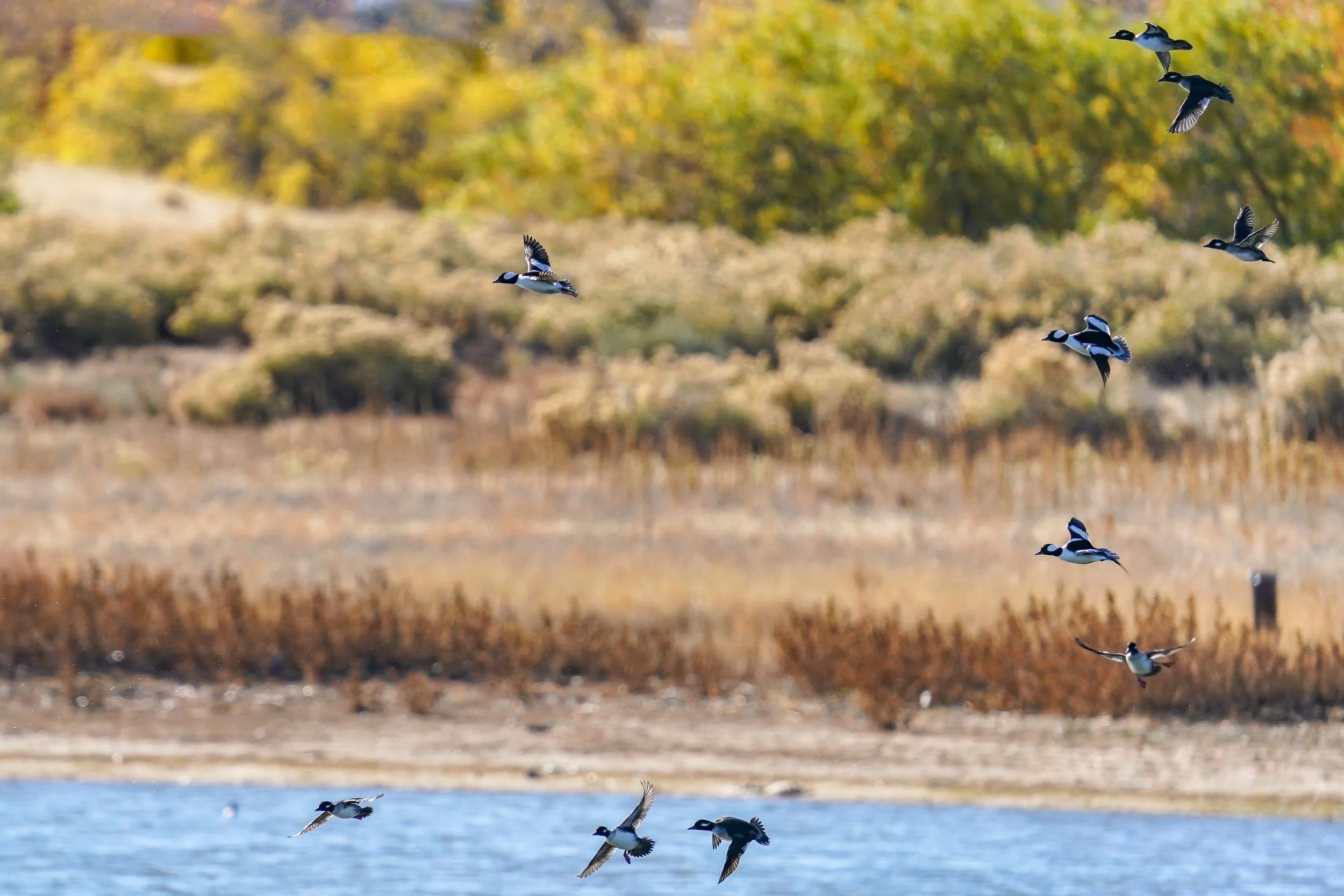 Bufflehead ducks at Havana Ponds