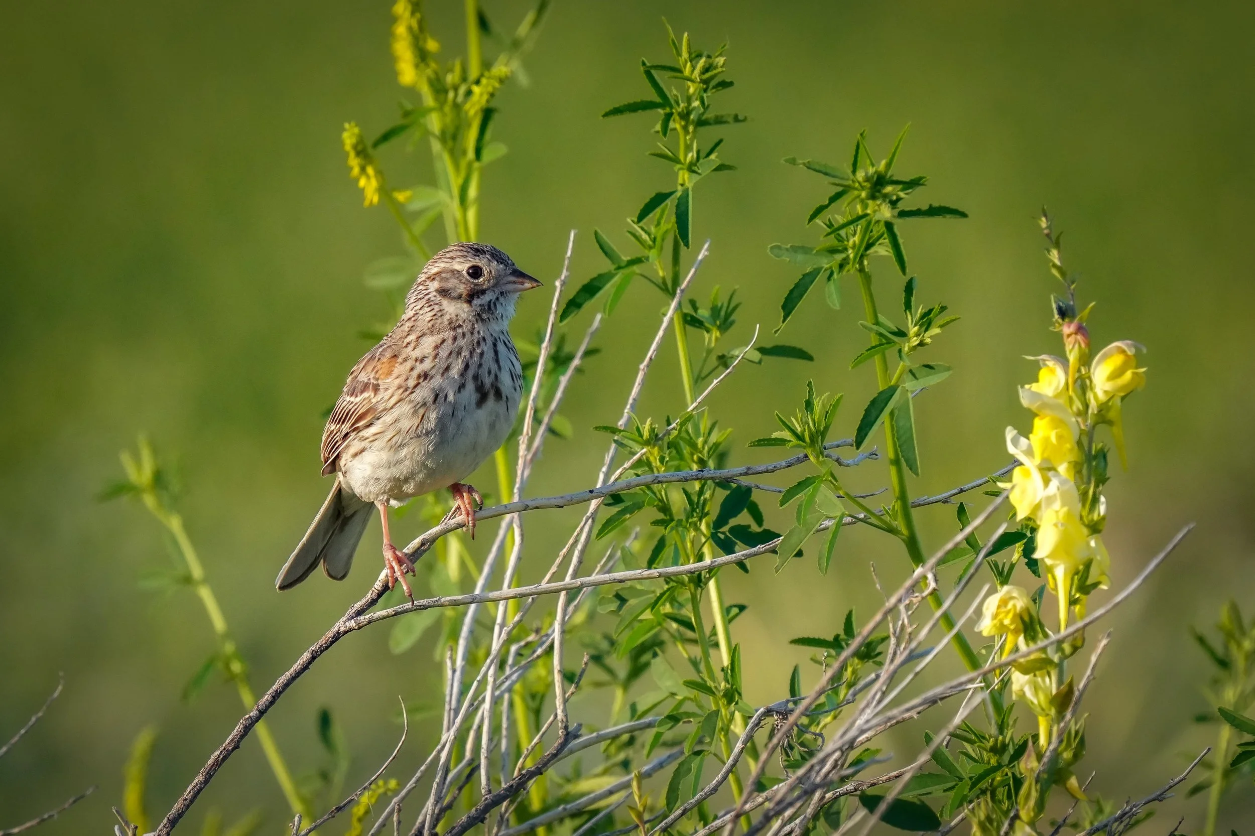 Vesper Sparrow