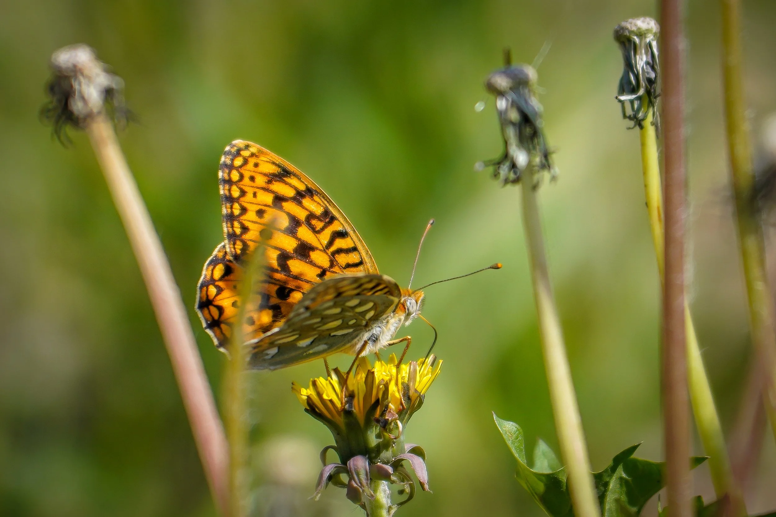Fritillary butterfly