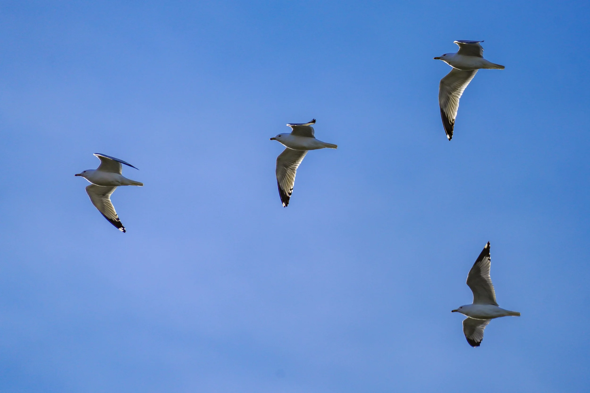 Ring-billed gulls - must have been over 500 that flew over