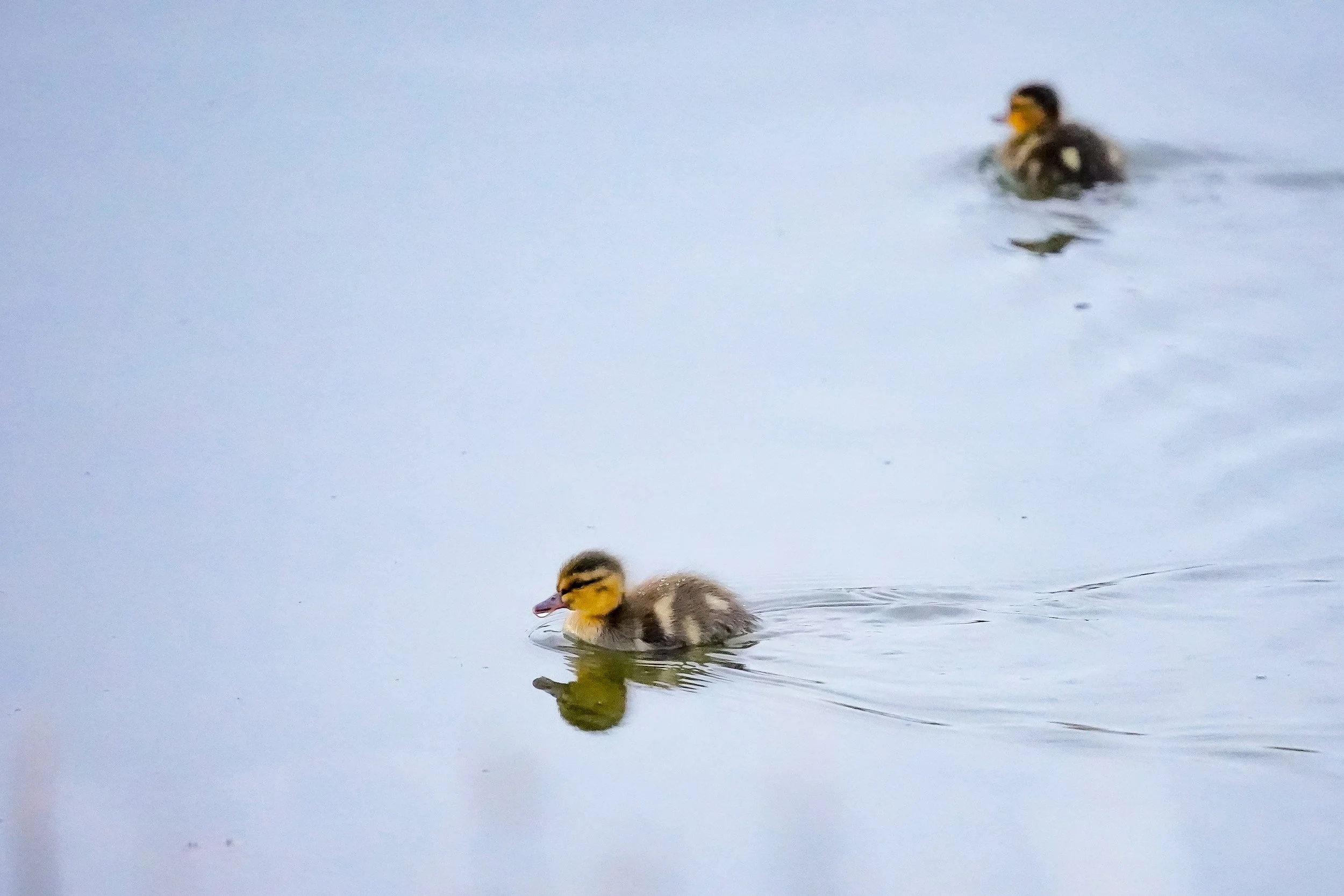 Ducklings!