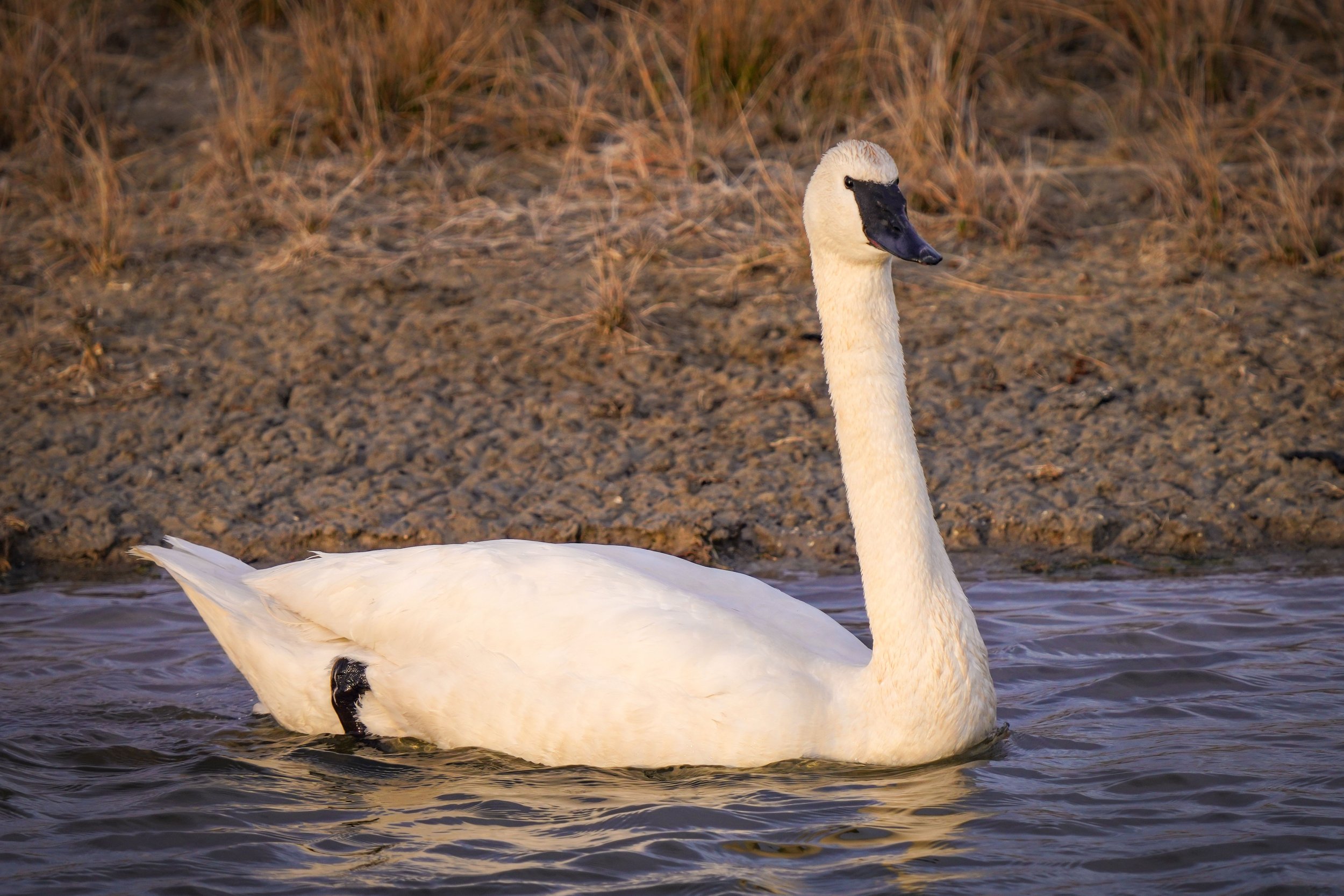 Trumpeter Swan
