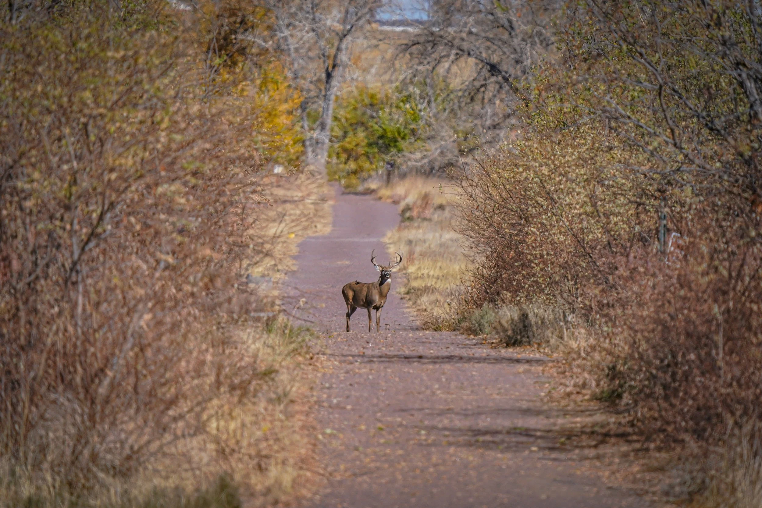 Handsome whitetail buck