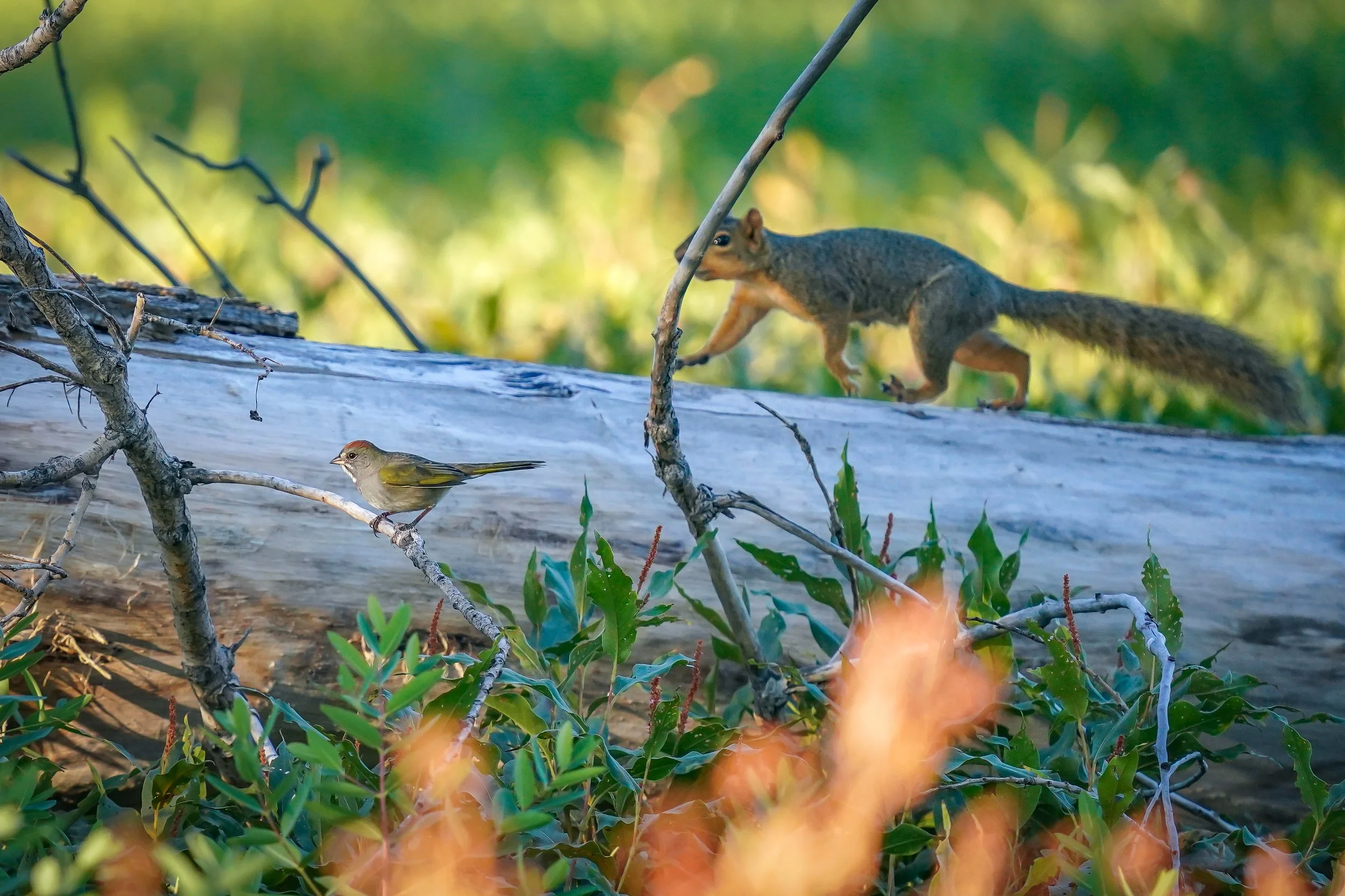 Green-tailed Towhee and squirrel