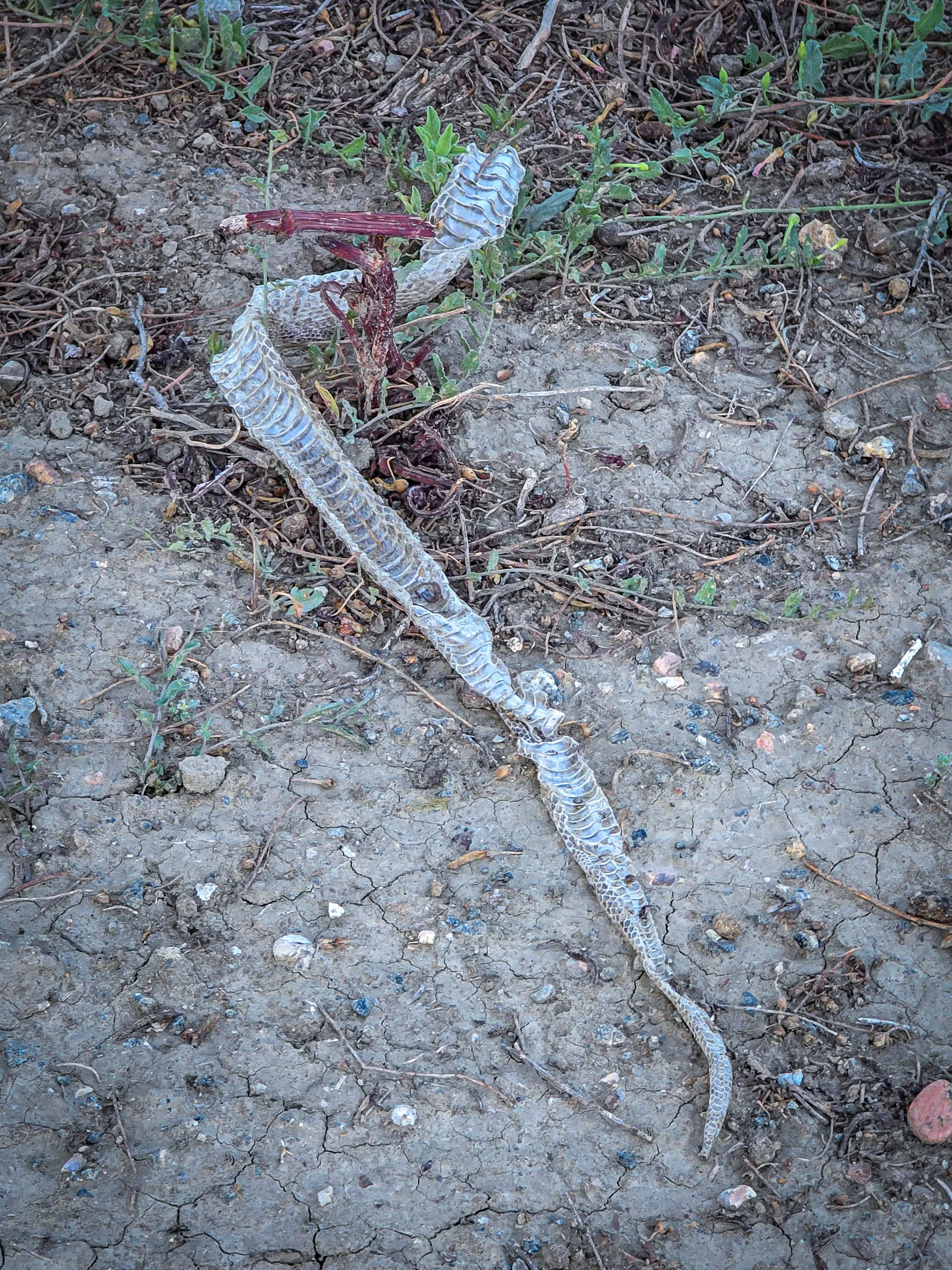 Snake shed