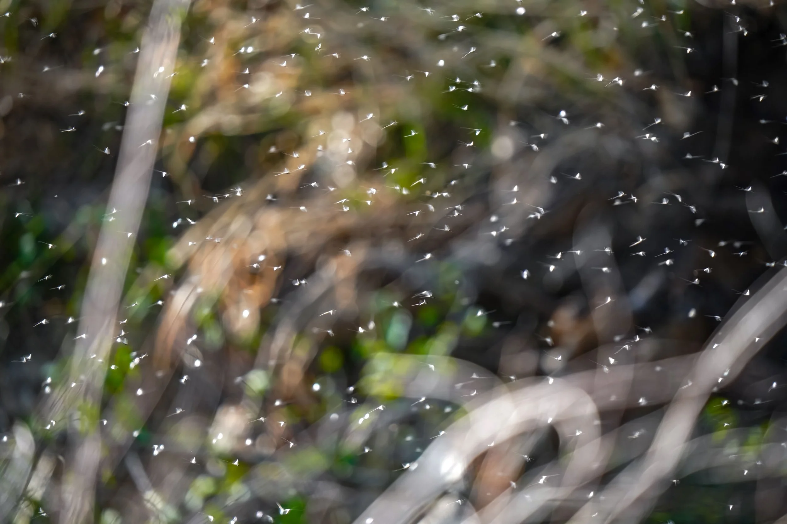 Mayfly hatch!