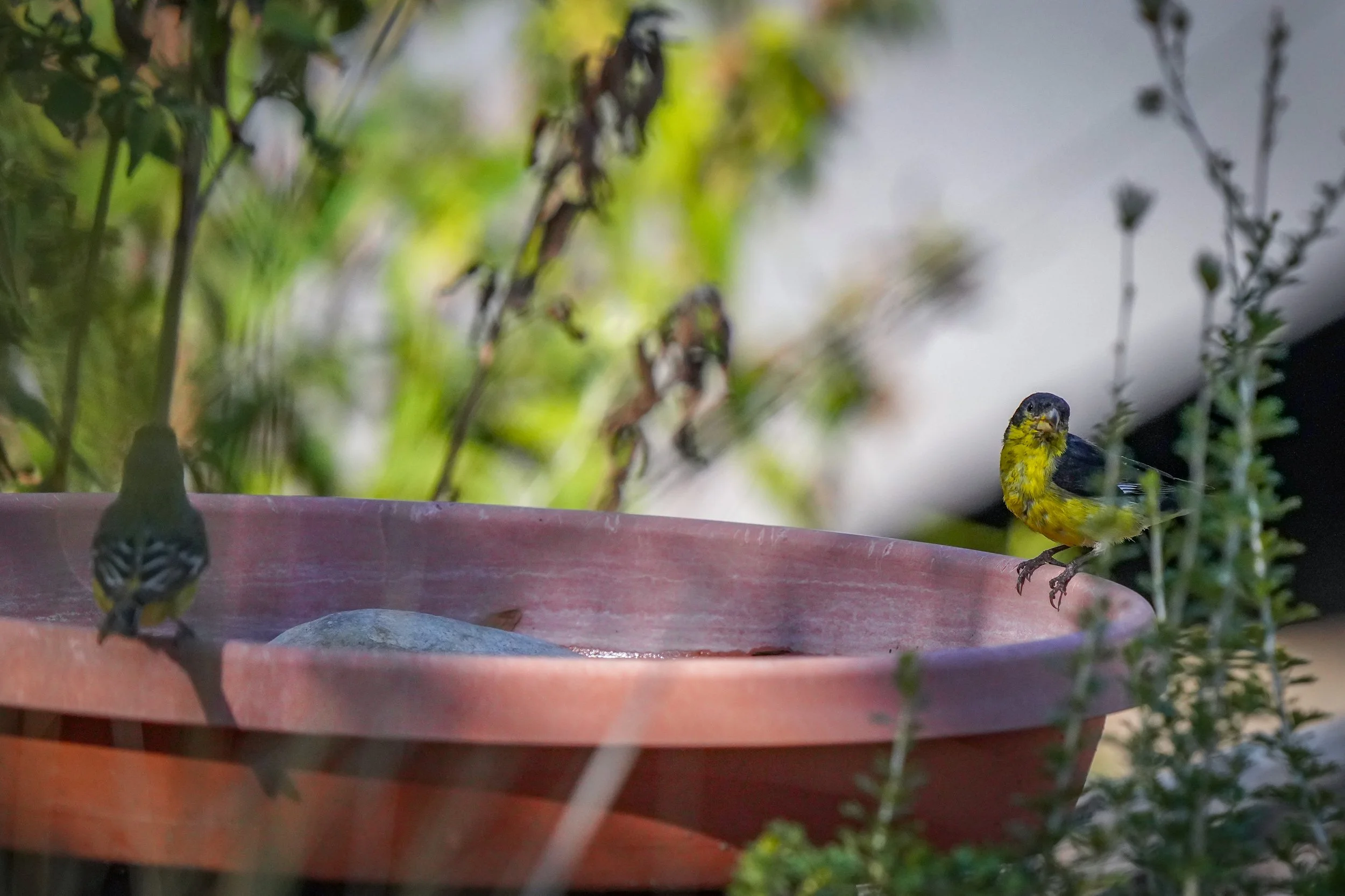 Lesser Goldfinches