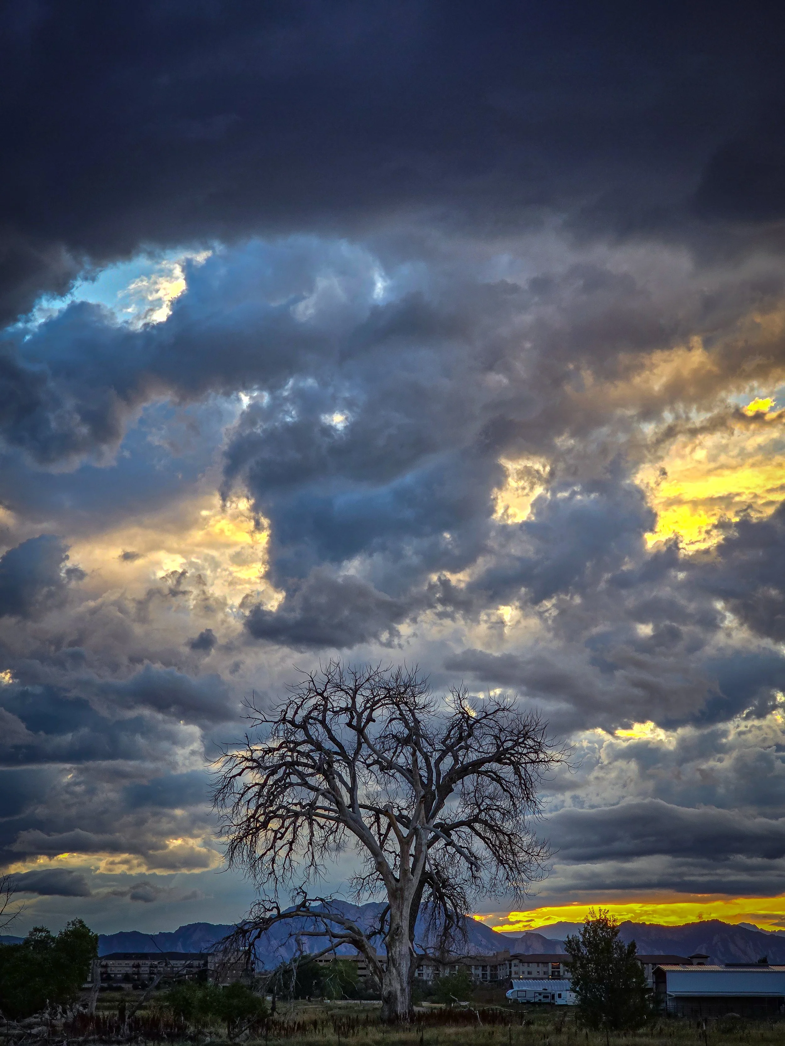 This tree was very cool