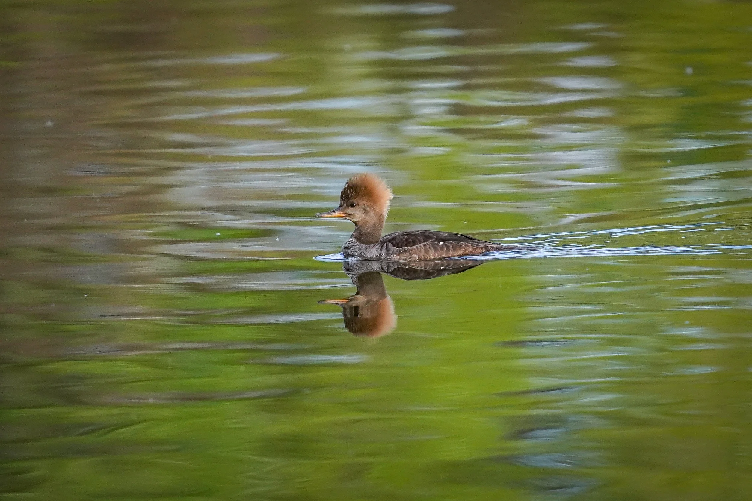 Hooded Merganser
