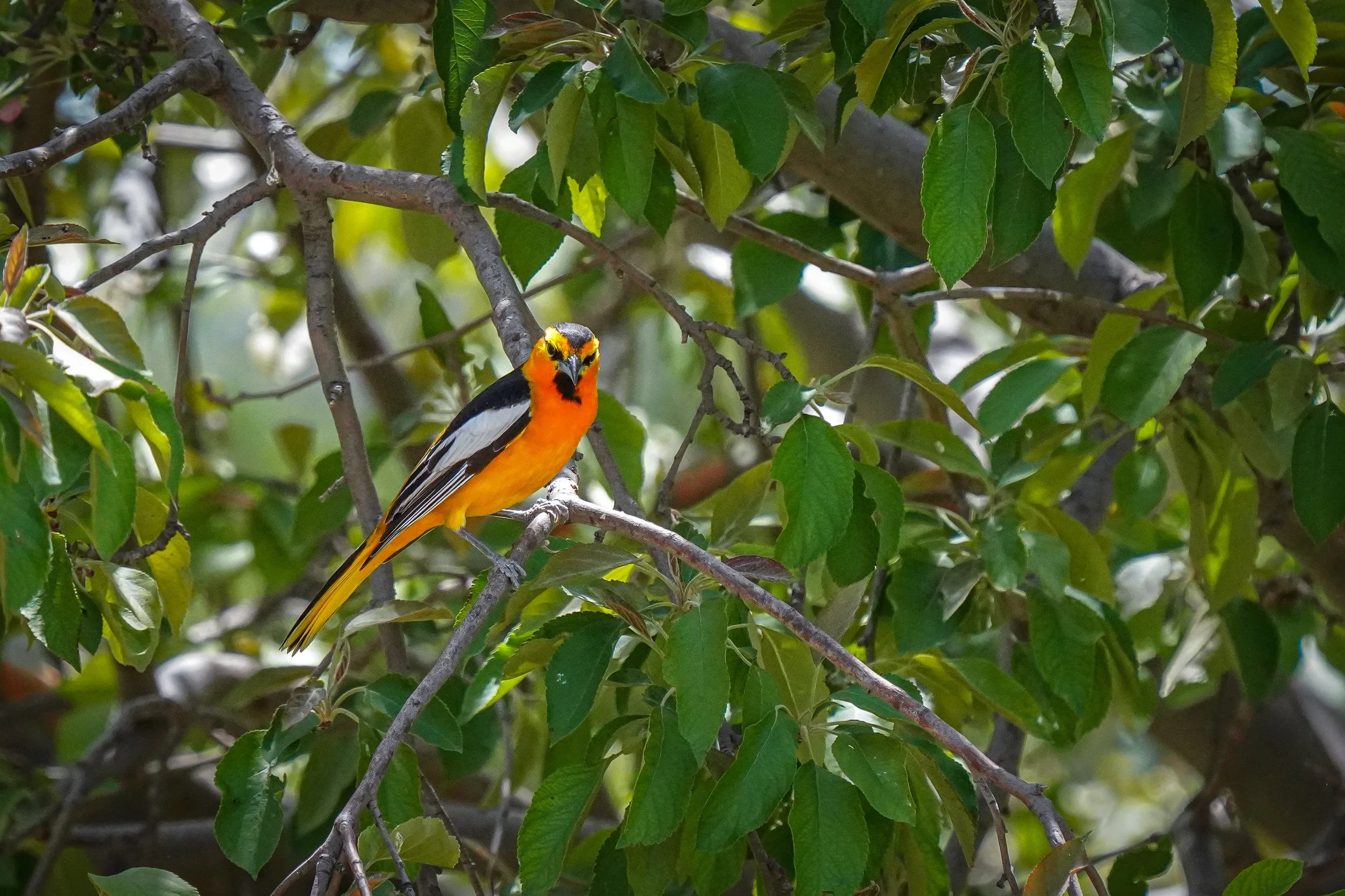 Bullock's Oriole