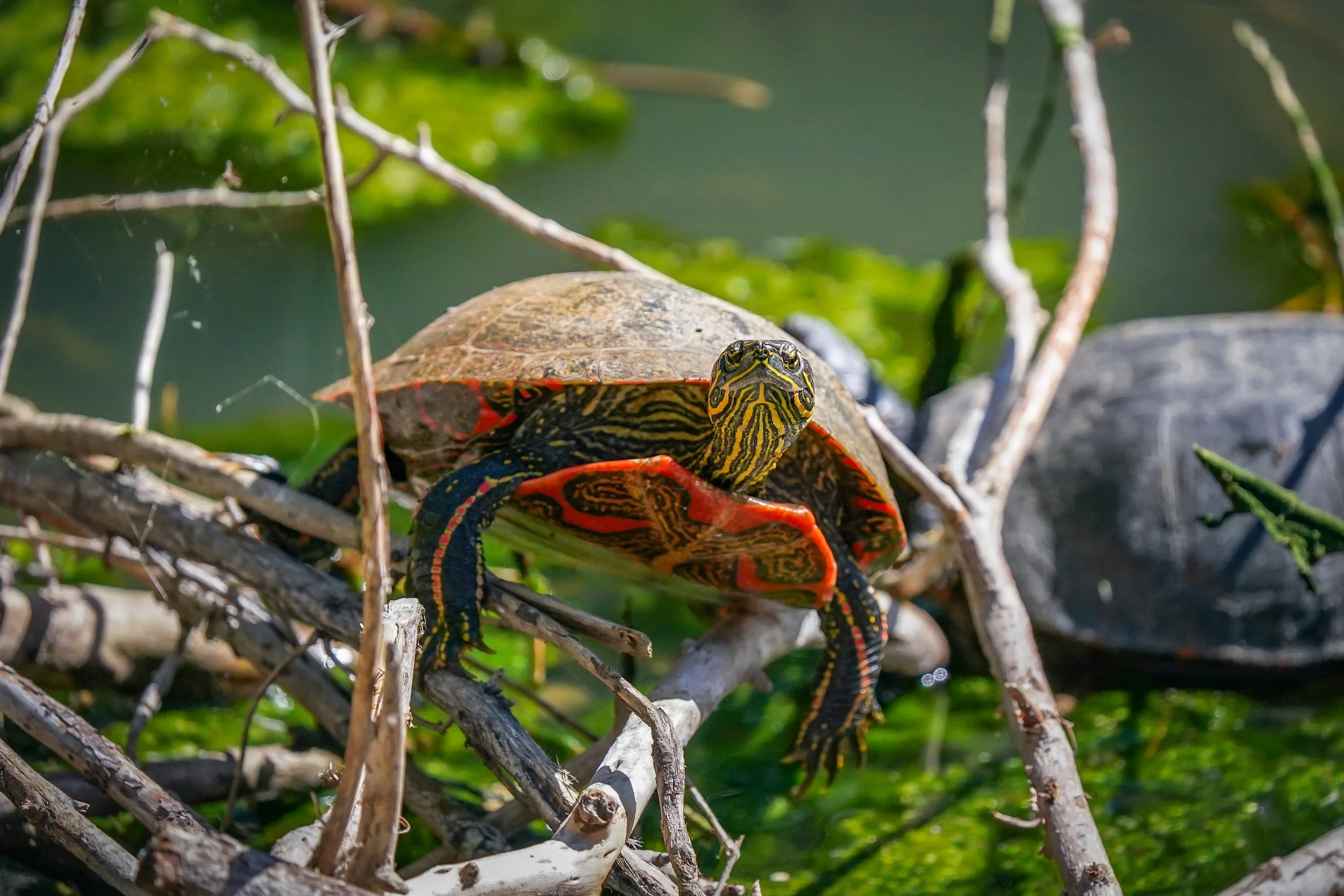 Western Painted Turtle