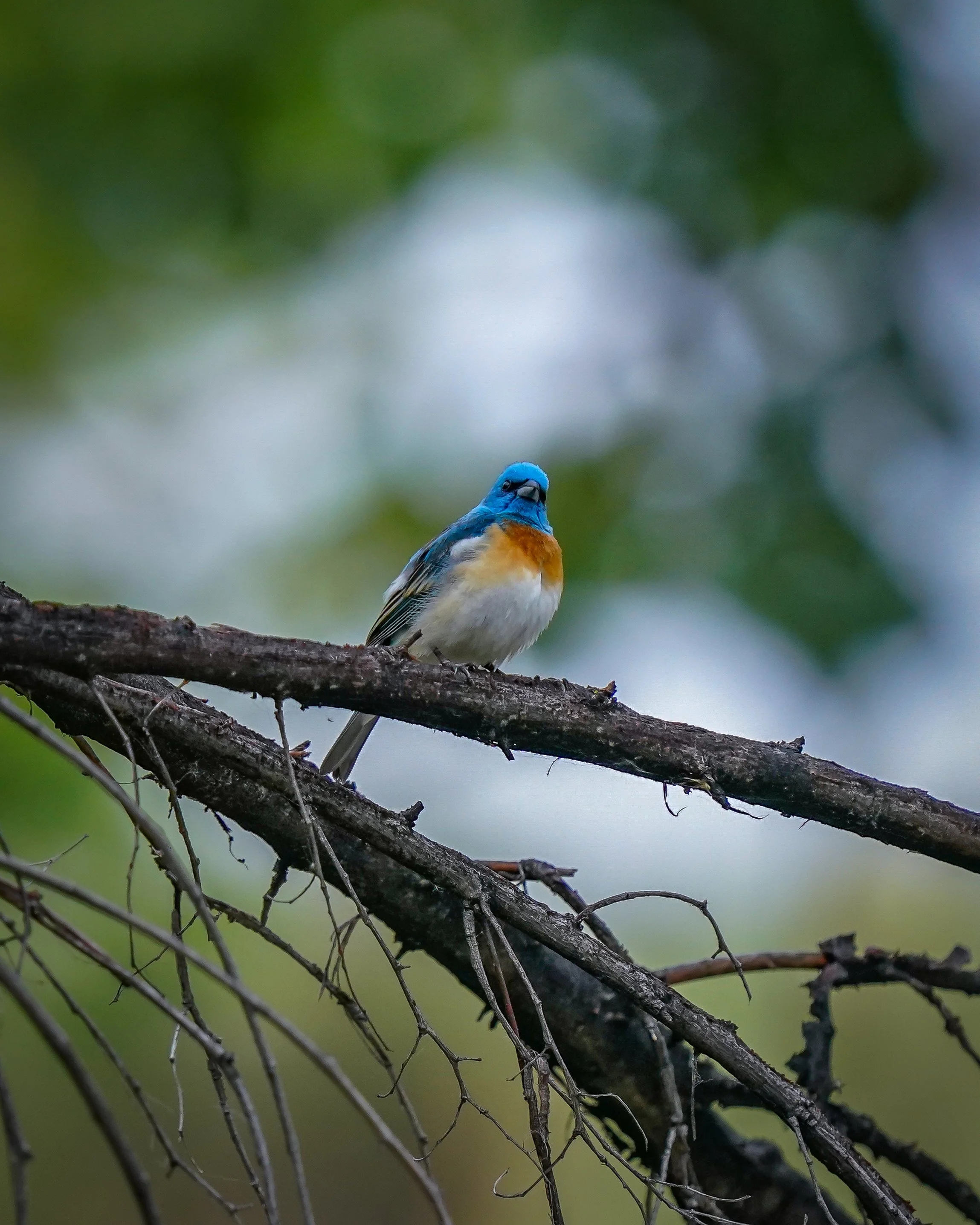 Lazuli Bunting