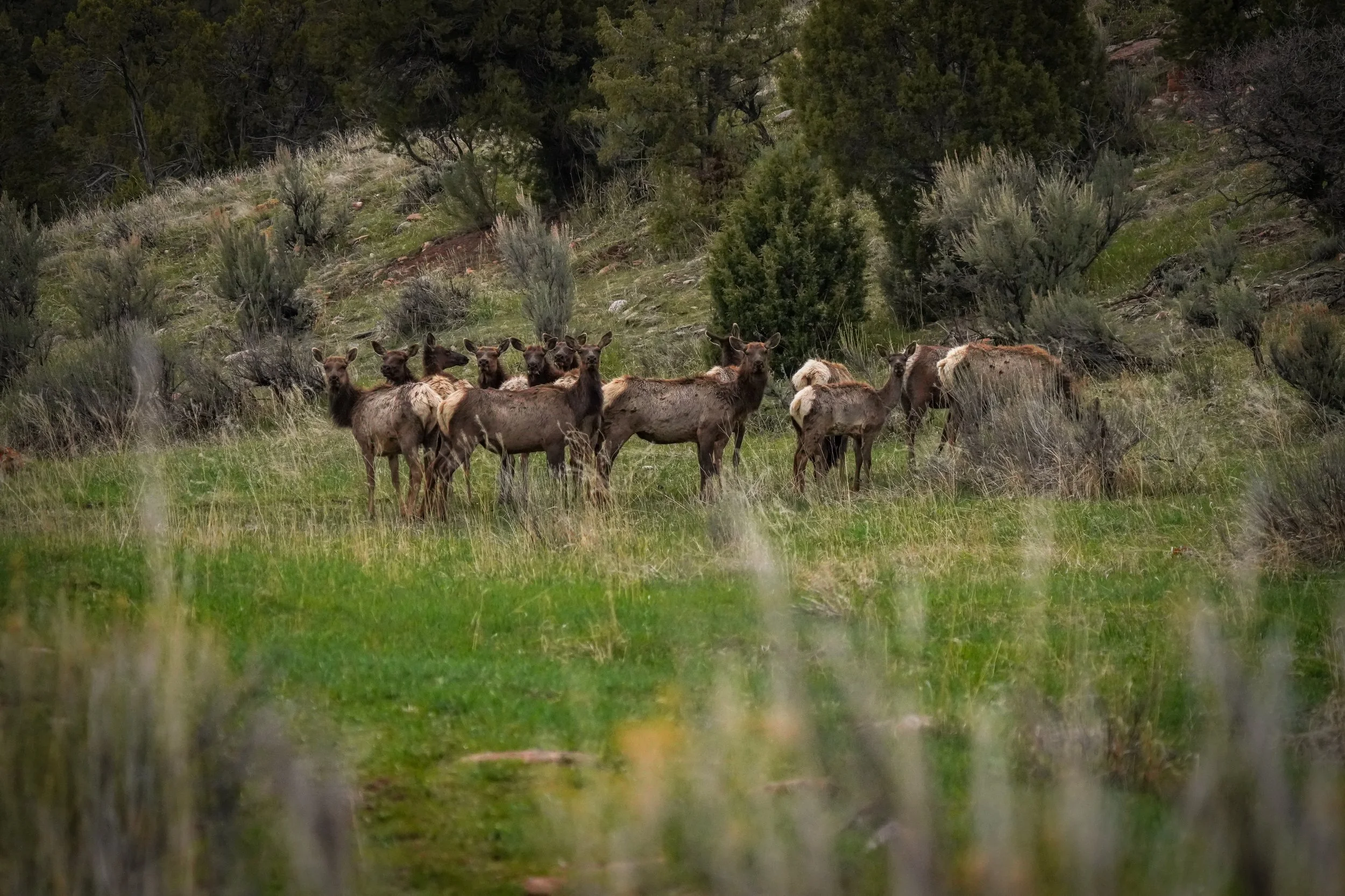 Elk herd