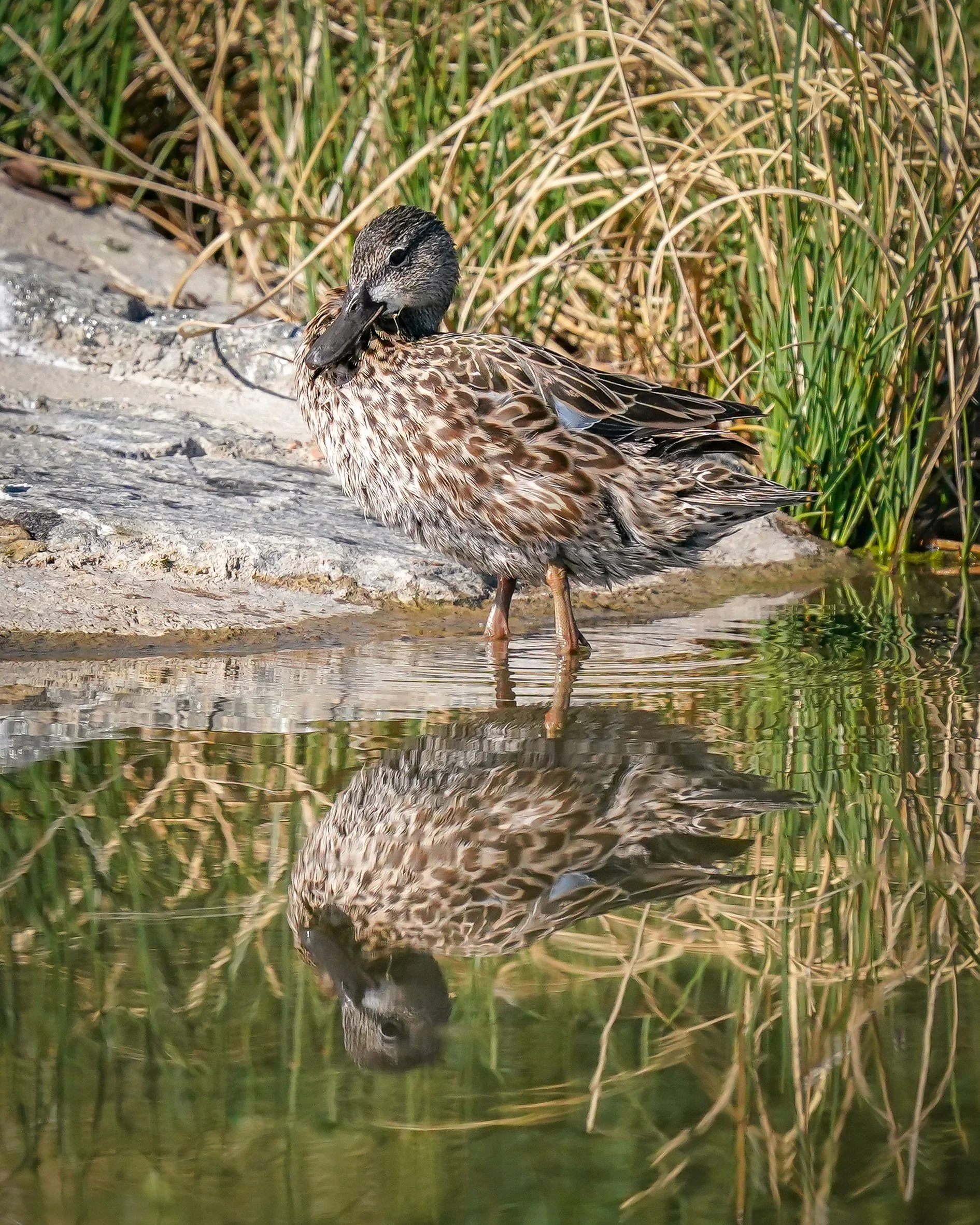 Green-winged Teal