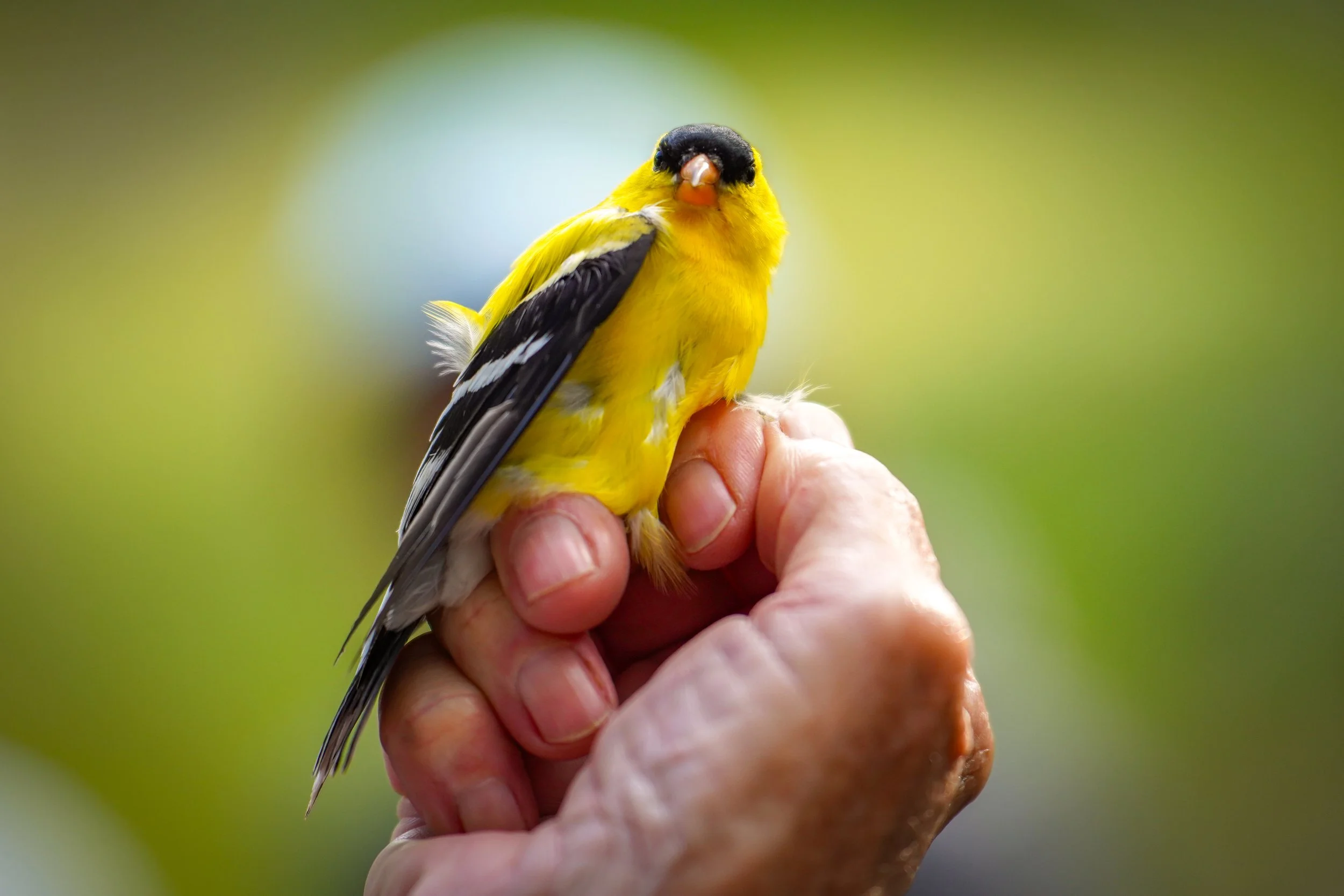 American Goldfinch