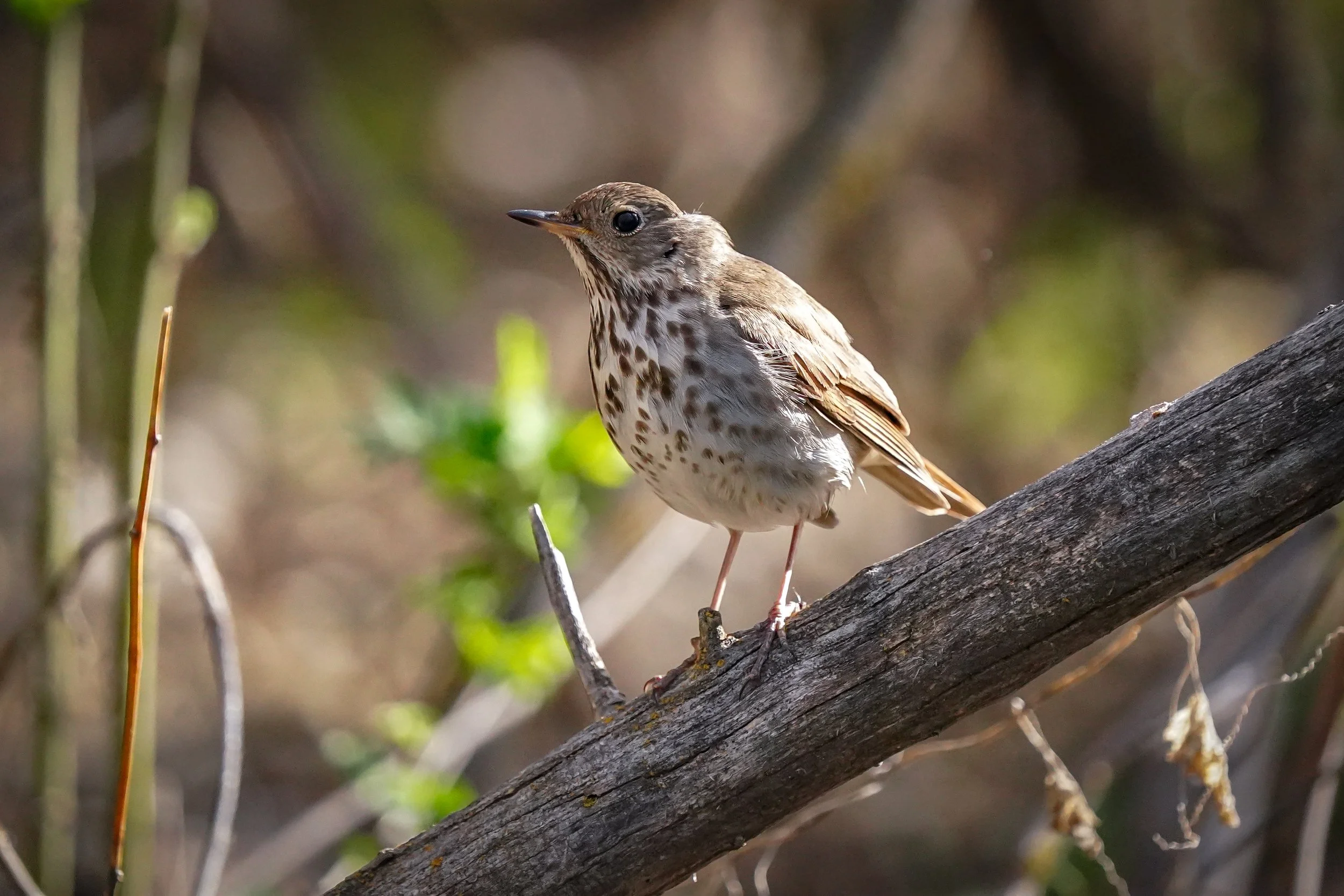 Hermit Thrush