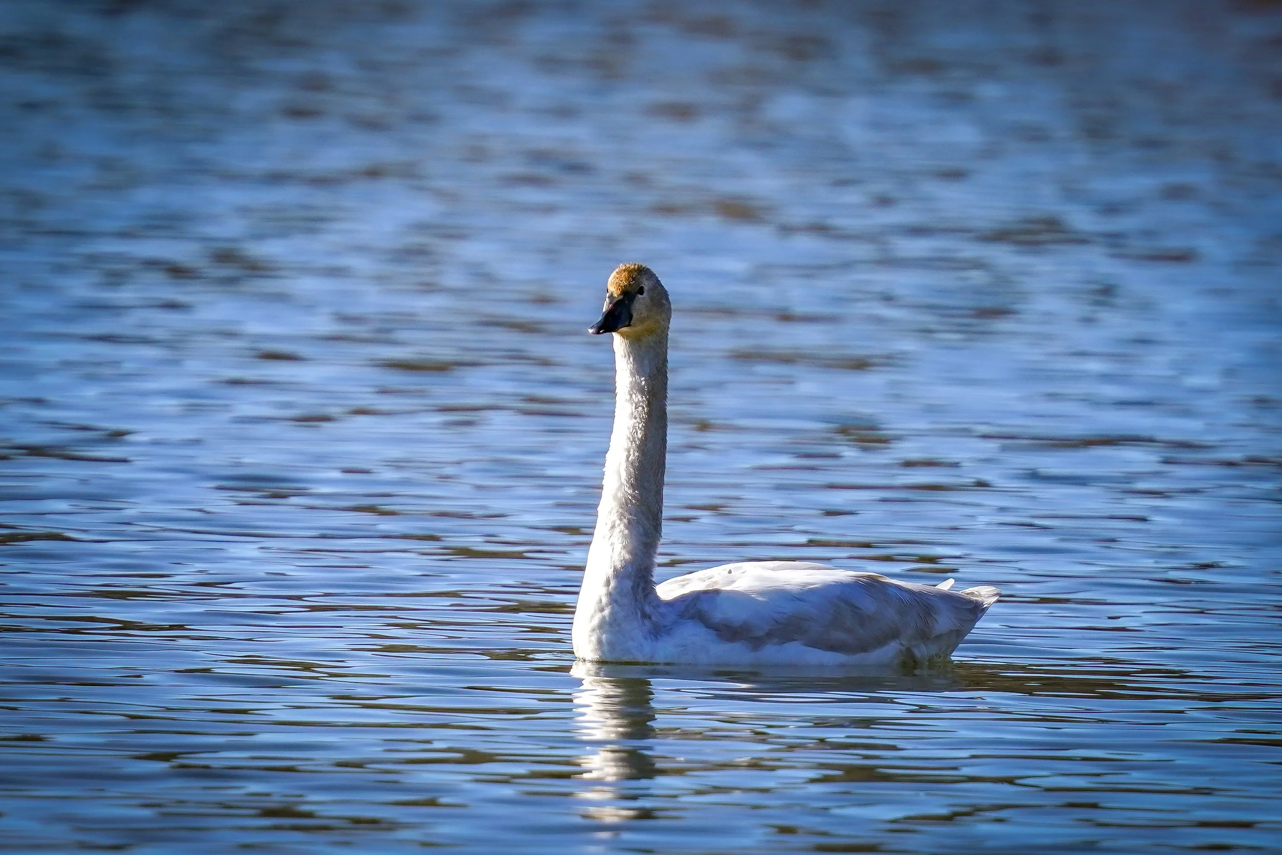 Tundra Swan (rare bird!)