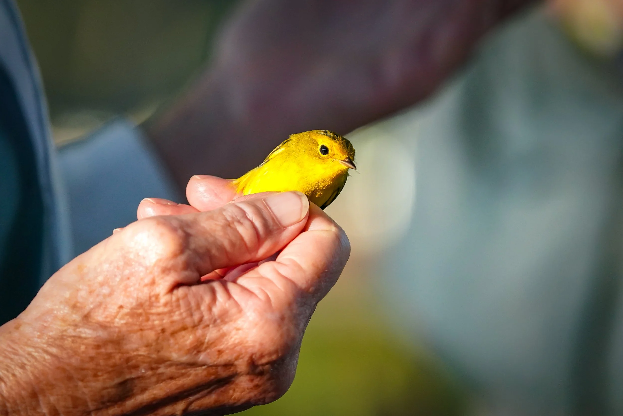Wilson's Warbler (female)
