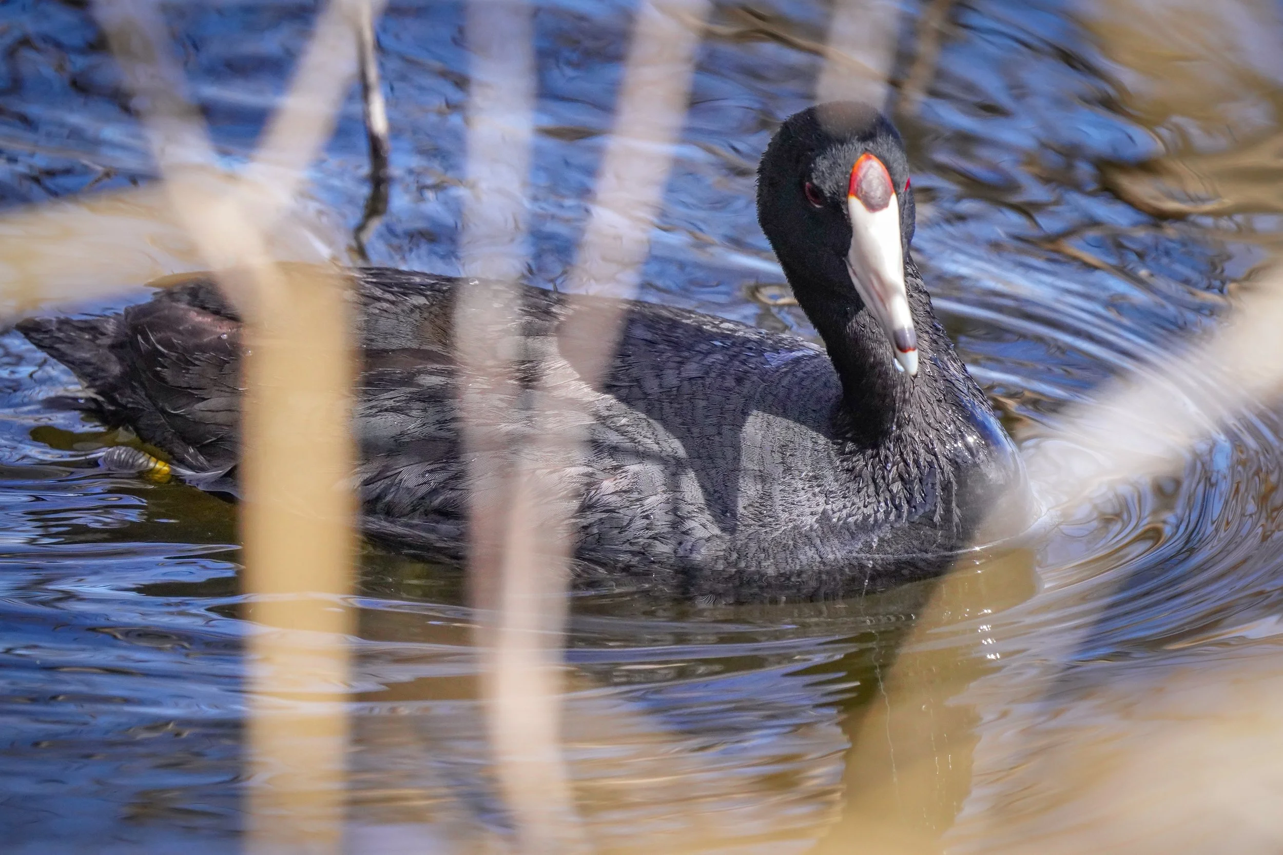 American Coot