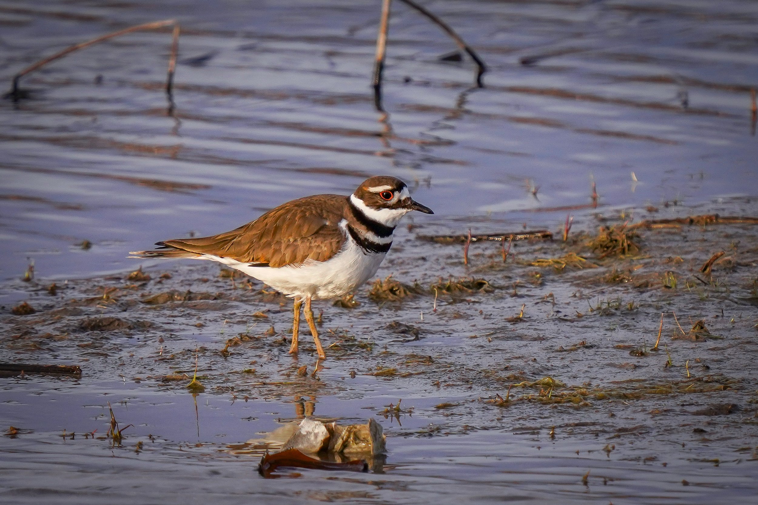 Killdeer - love its eye!