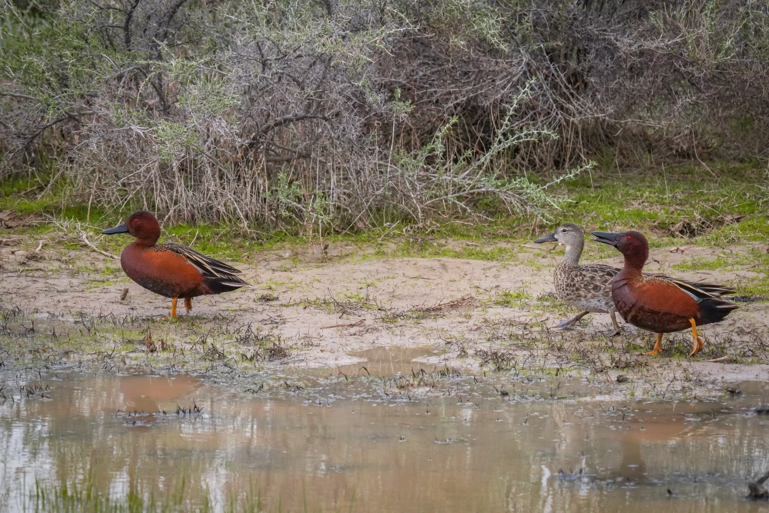 Cinnamon Teals