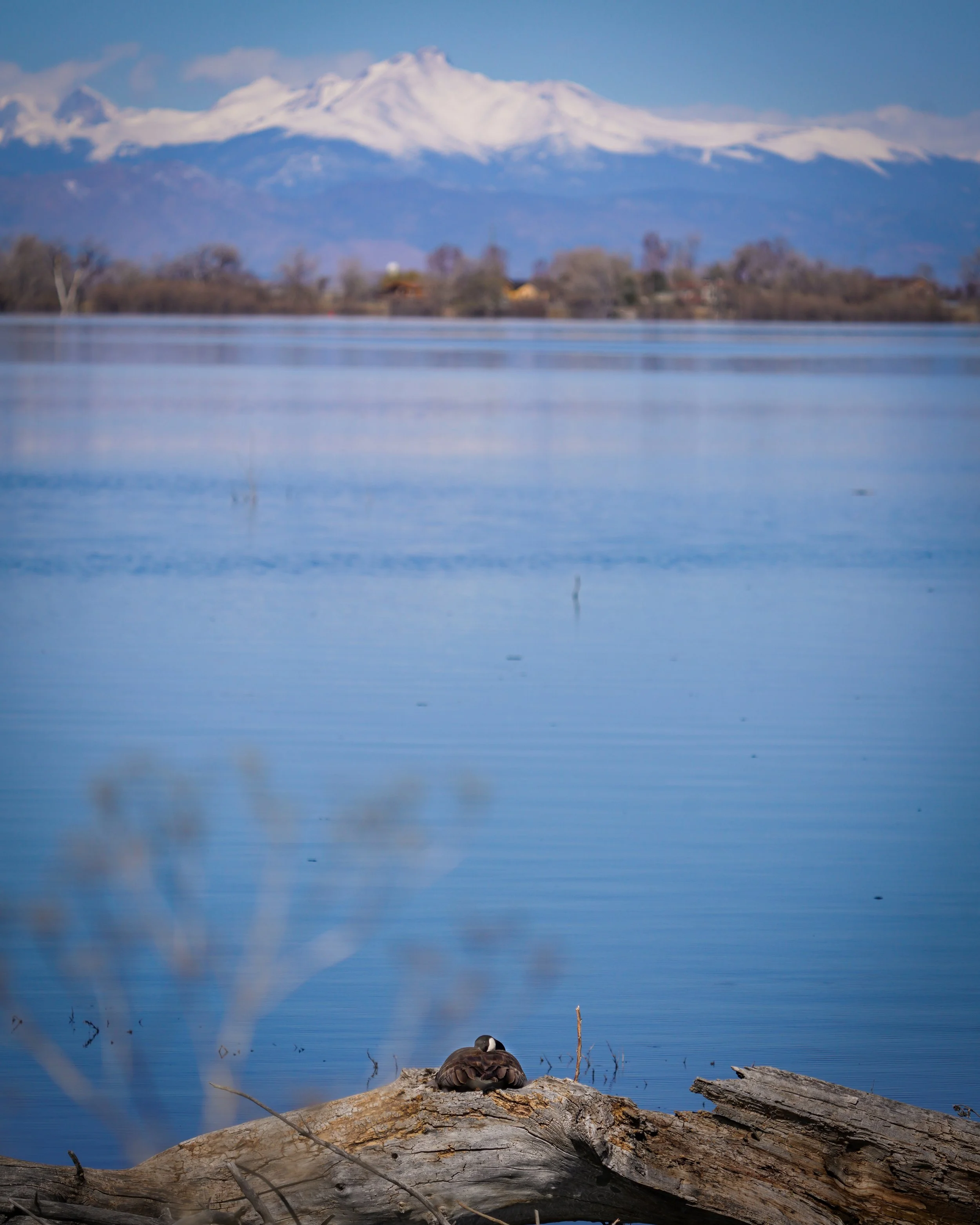 Canada Goose with Long's Peak view