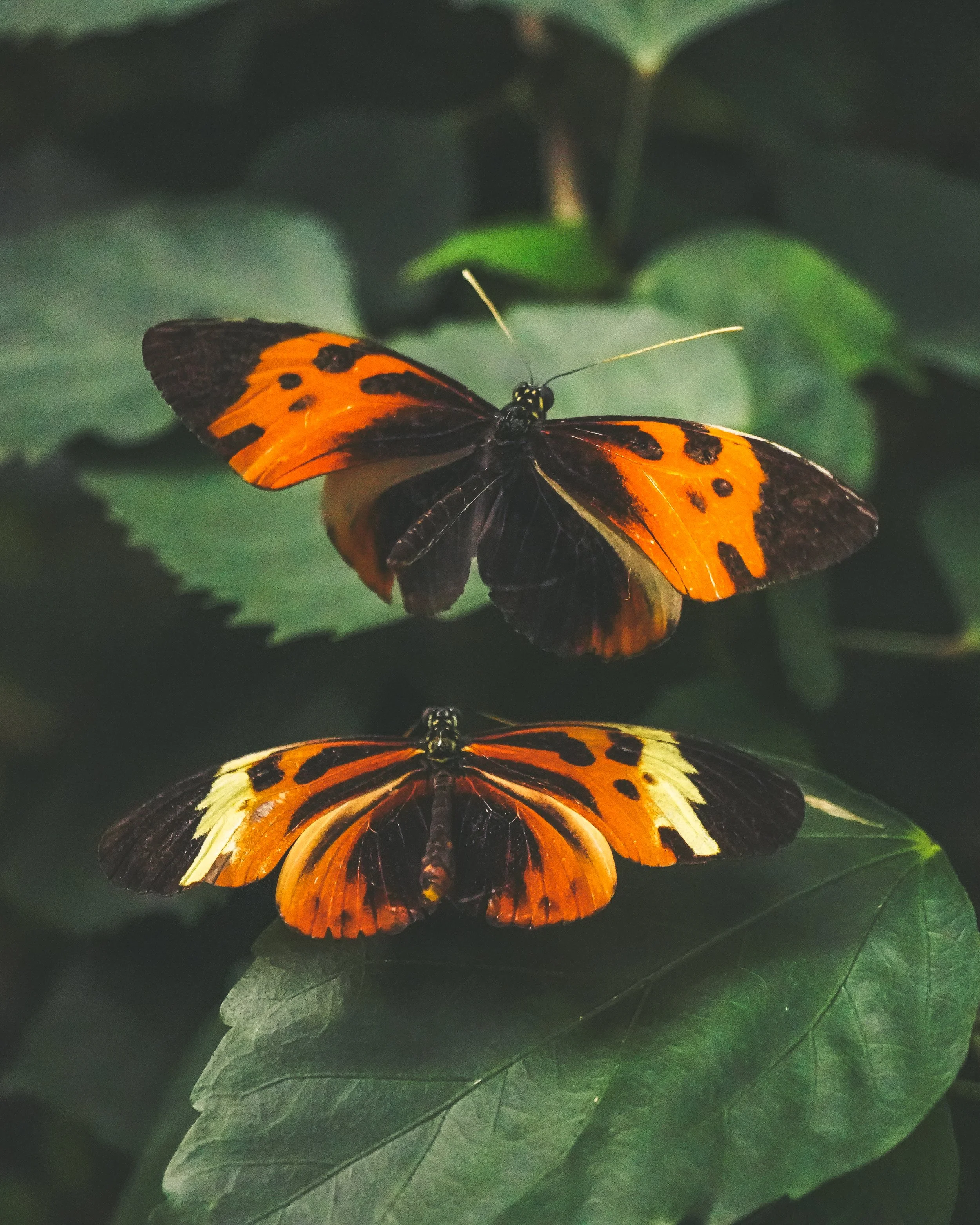 A male and female of the same species