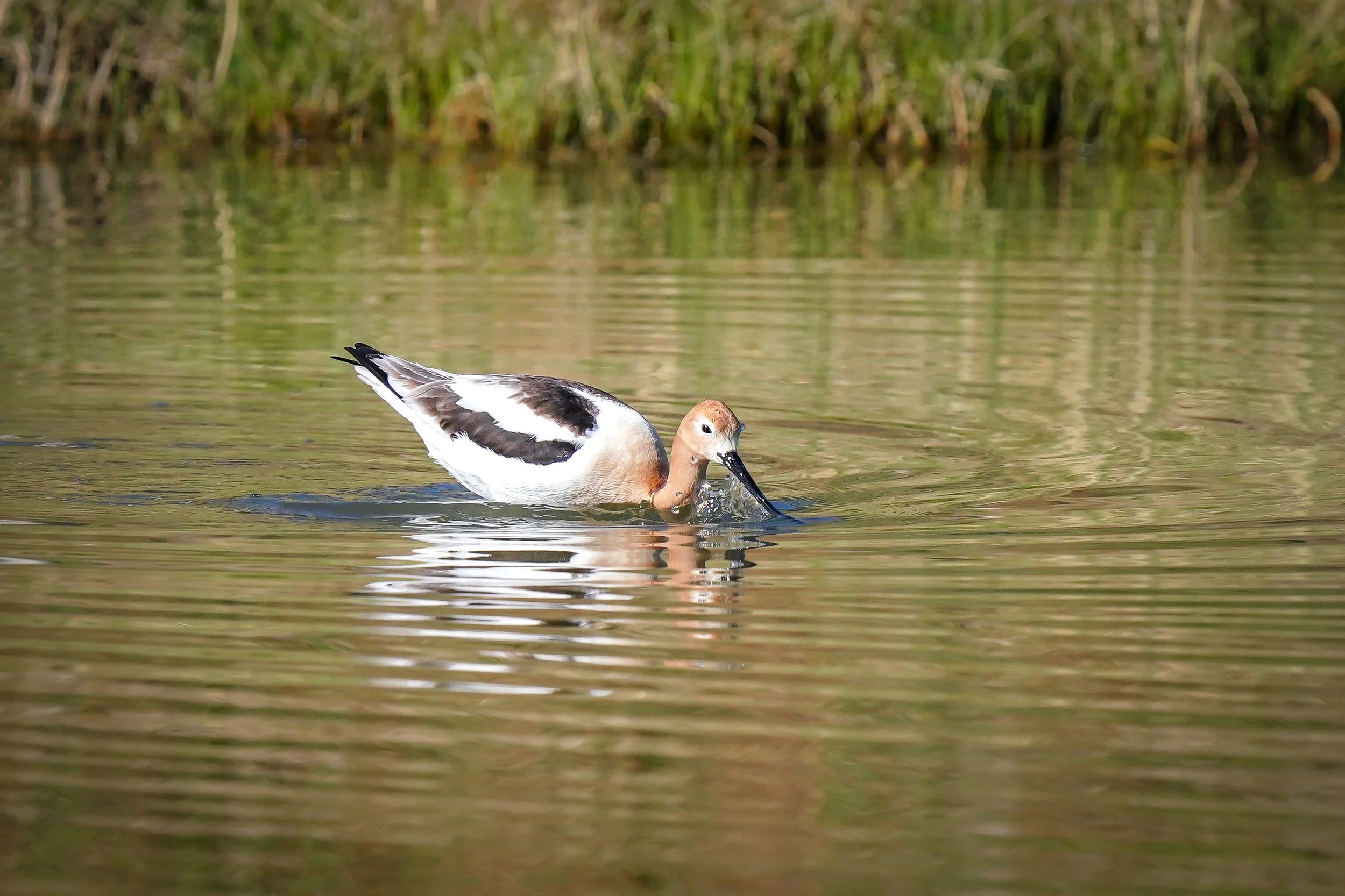 American Avocet