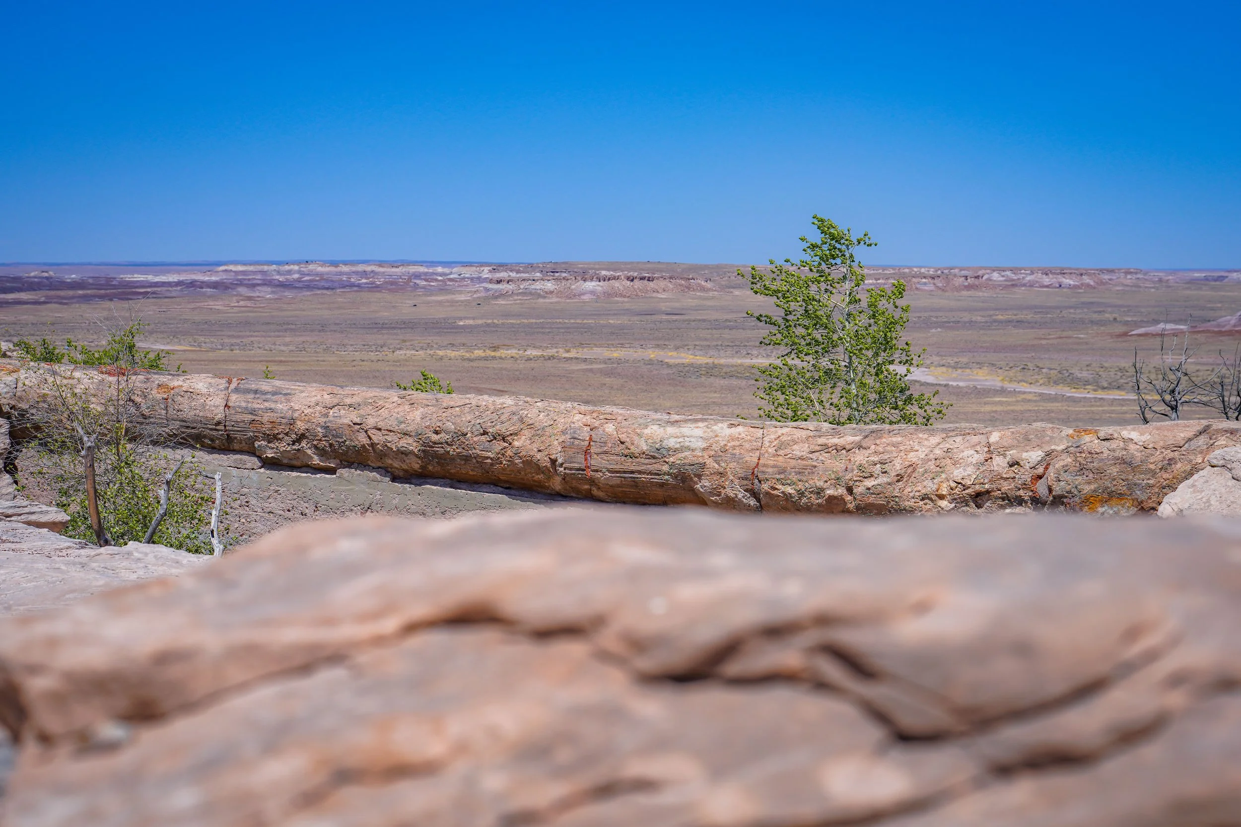 110 foot long petrified tree - 217 million years old!