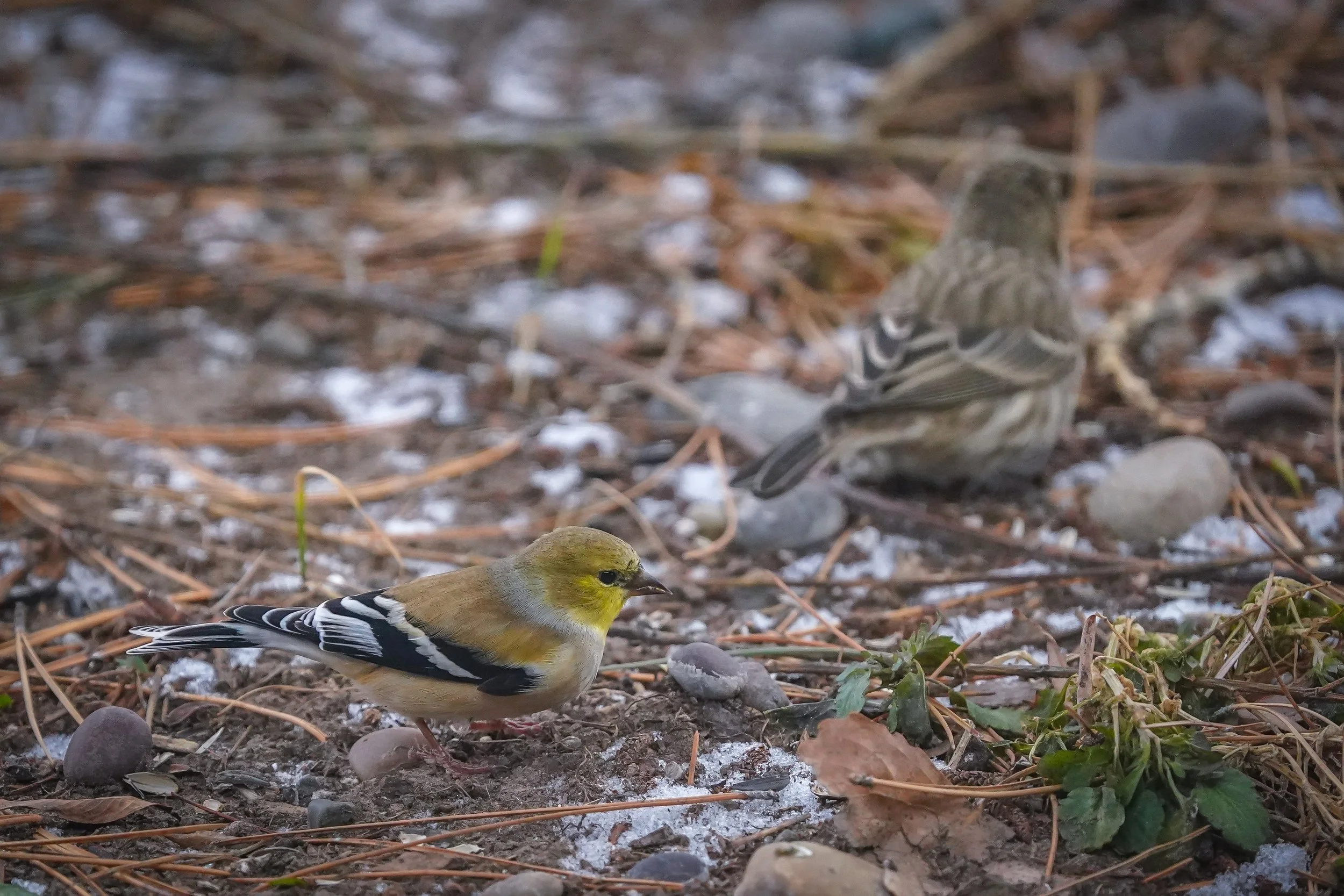 American Goldfinch and House Finch