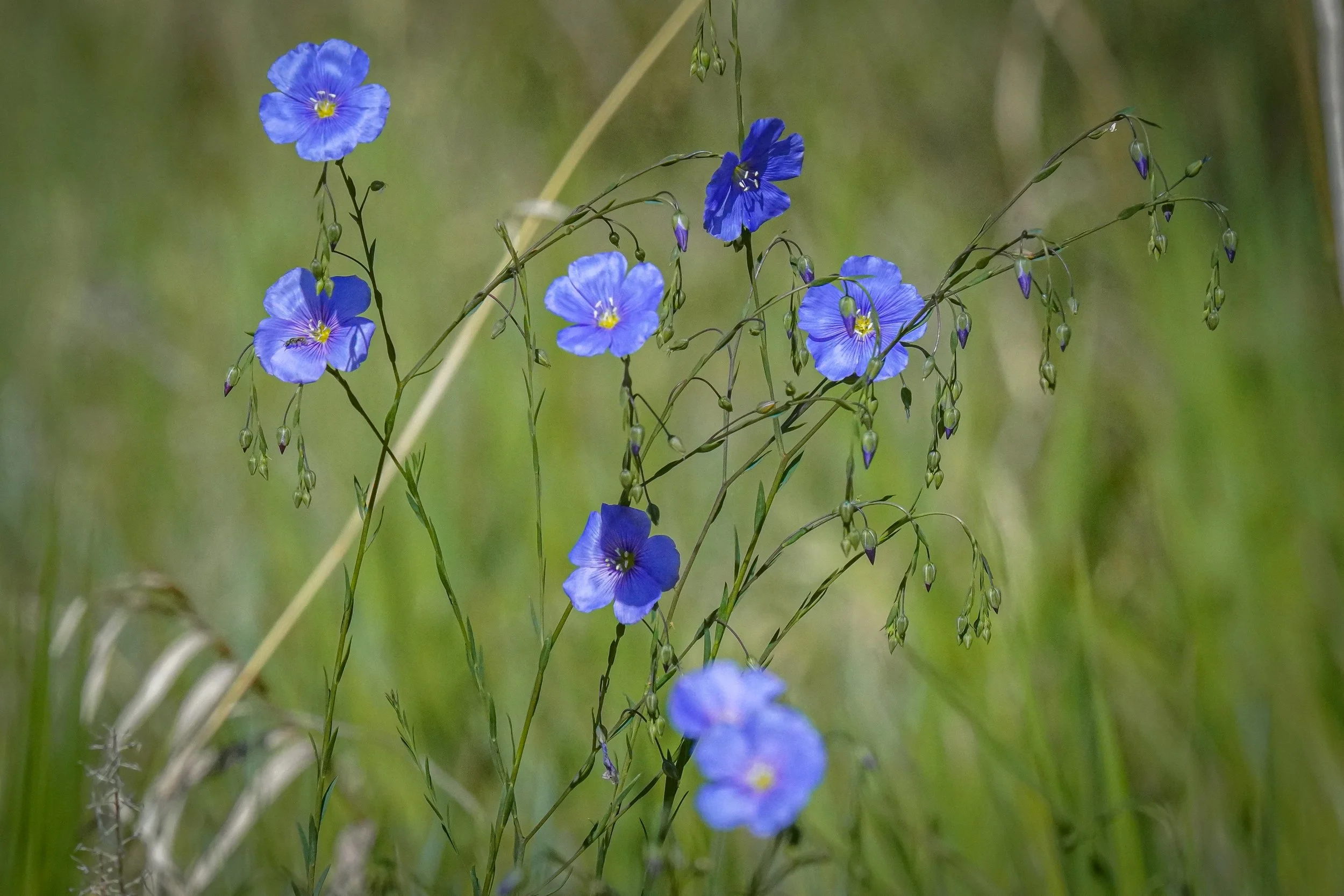 Beautiful flowers!