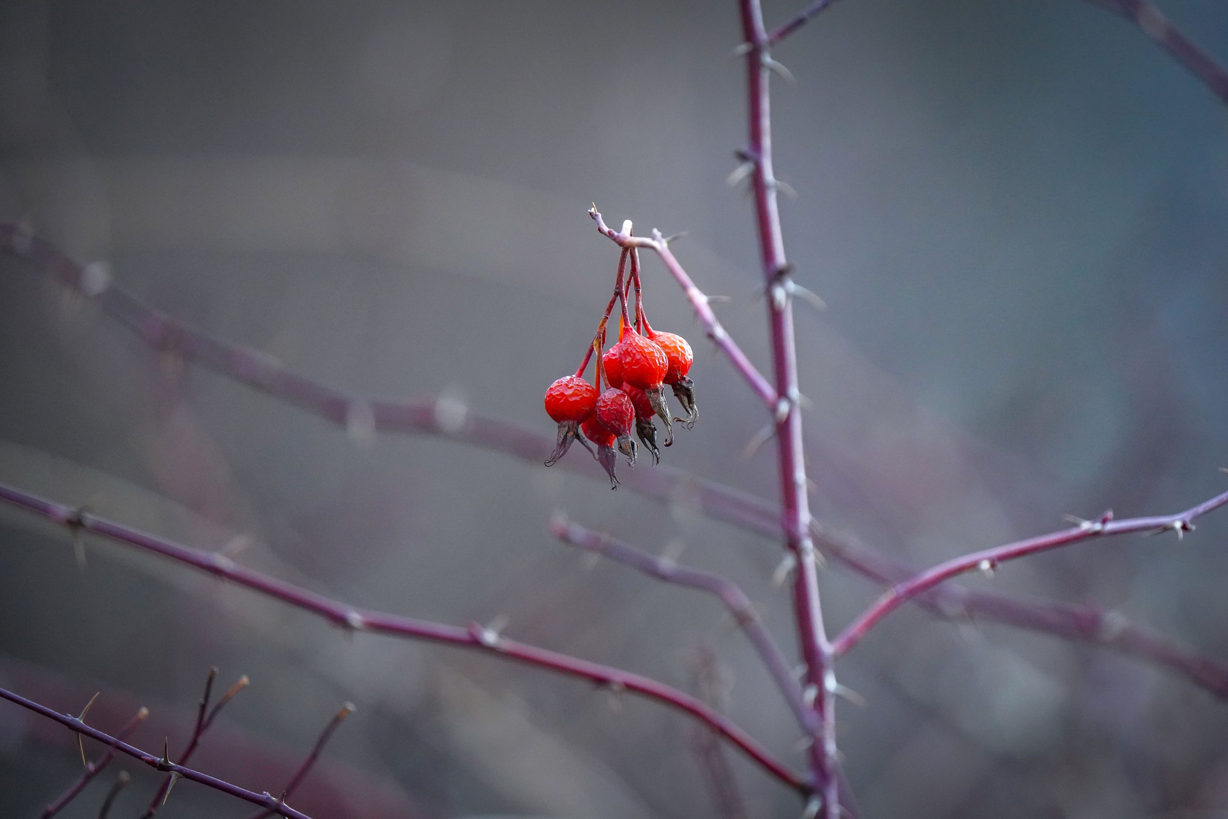 Wild berries in the forest
