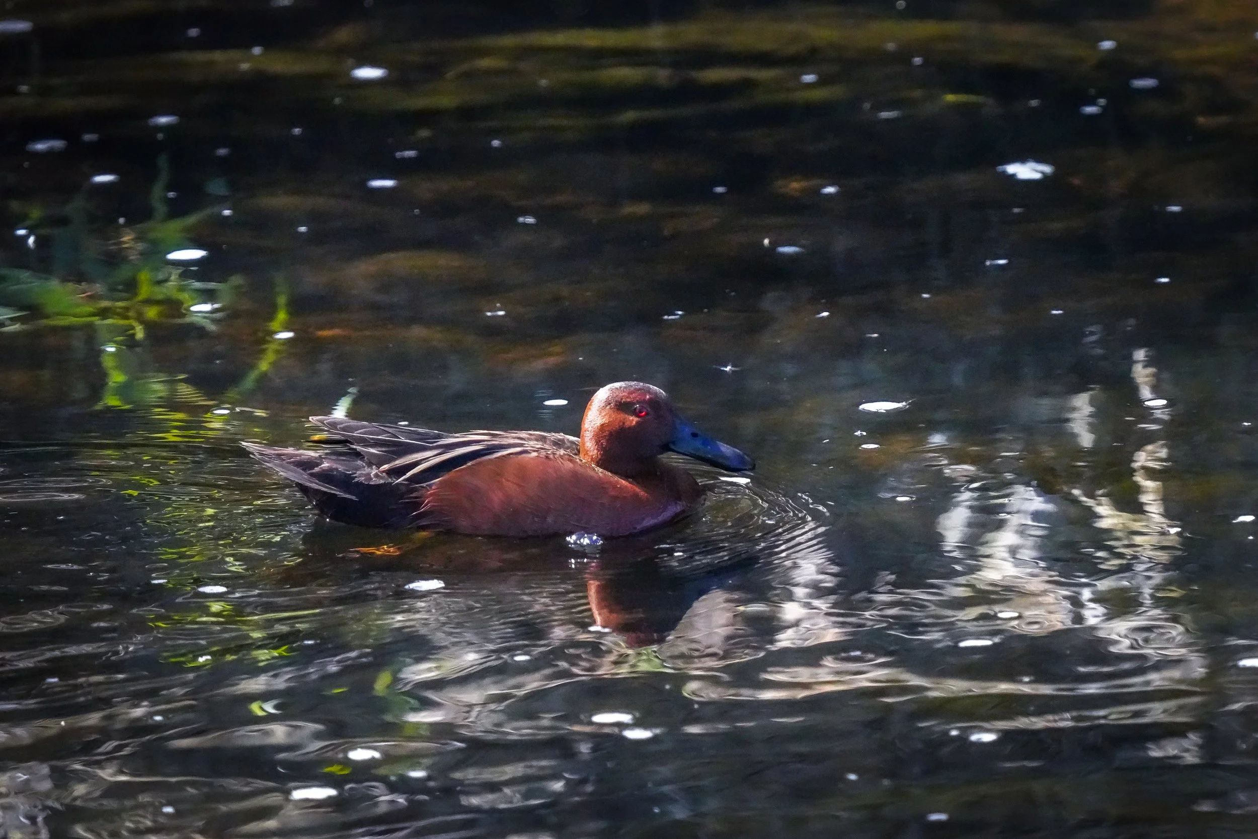Cinnamon Teal