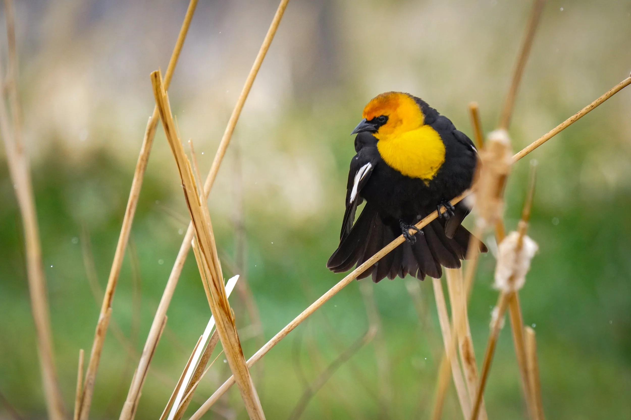 Yellow-headed Blackbird