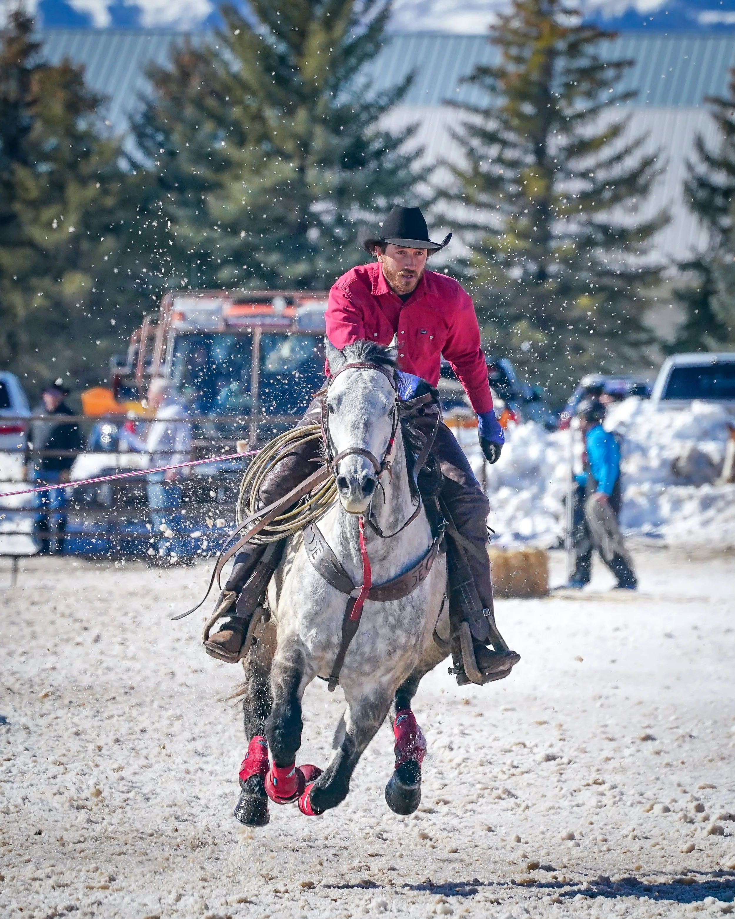 Love those dapple gray horses 