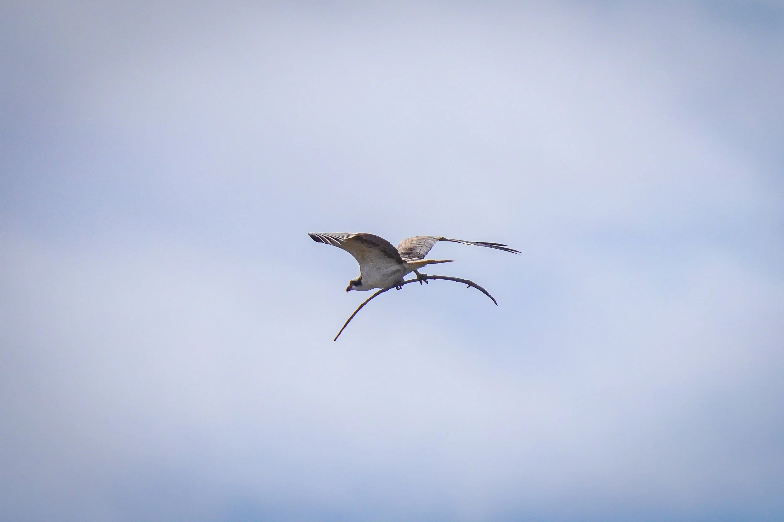 Osprey