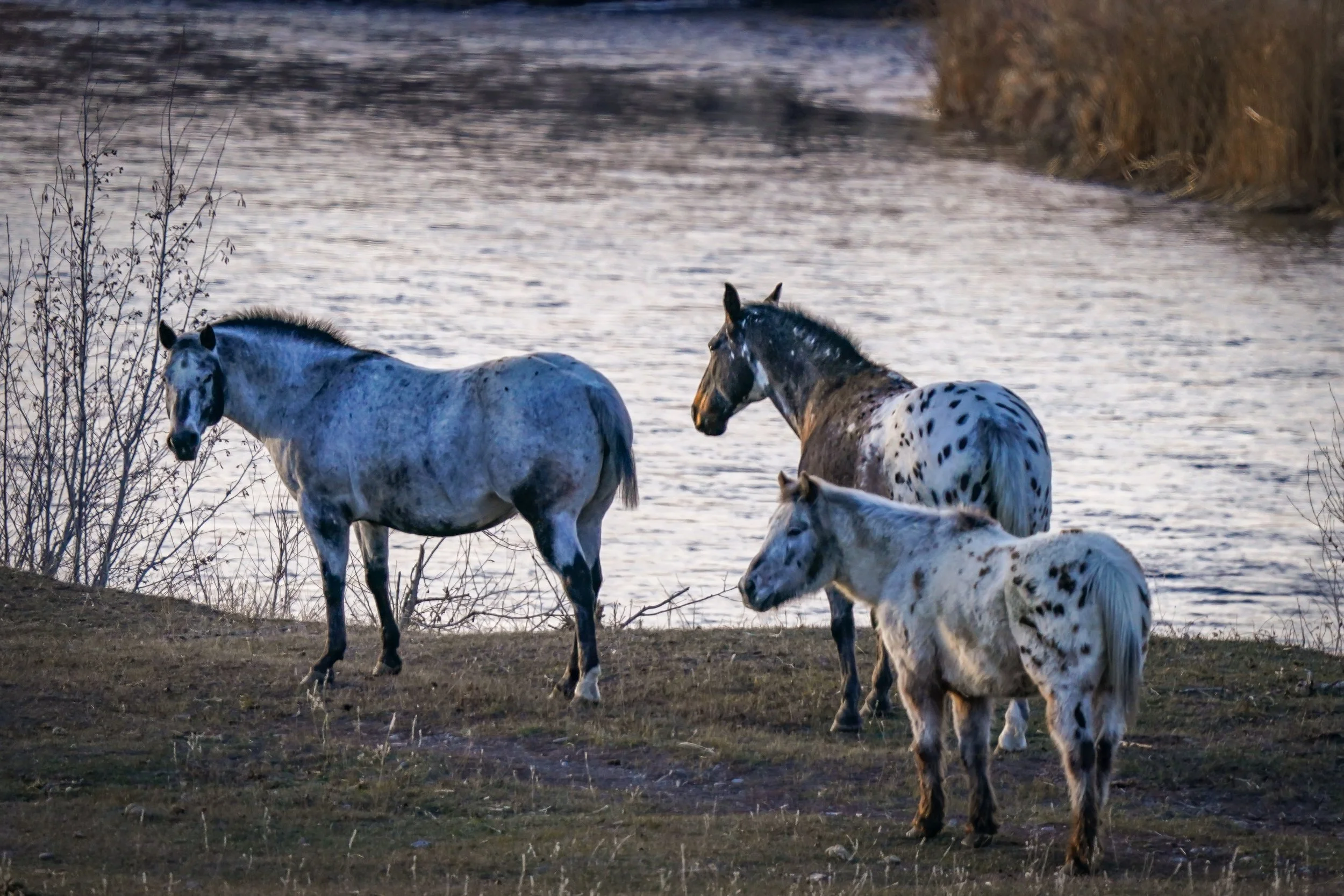 A group of Appaloosas along Henry's Fork
