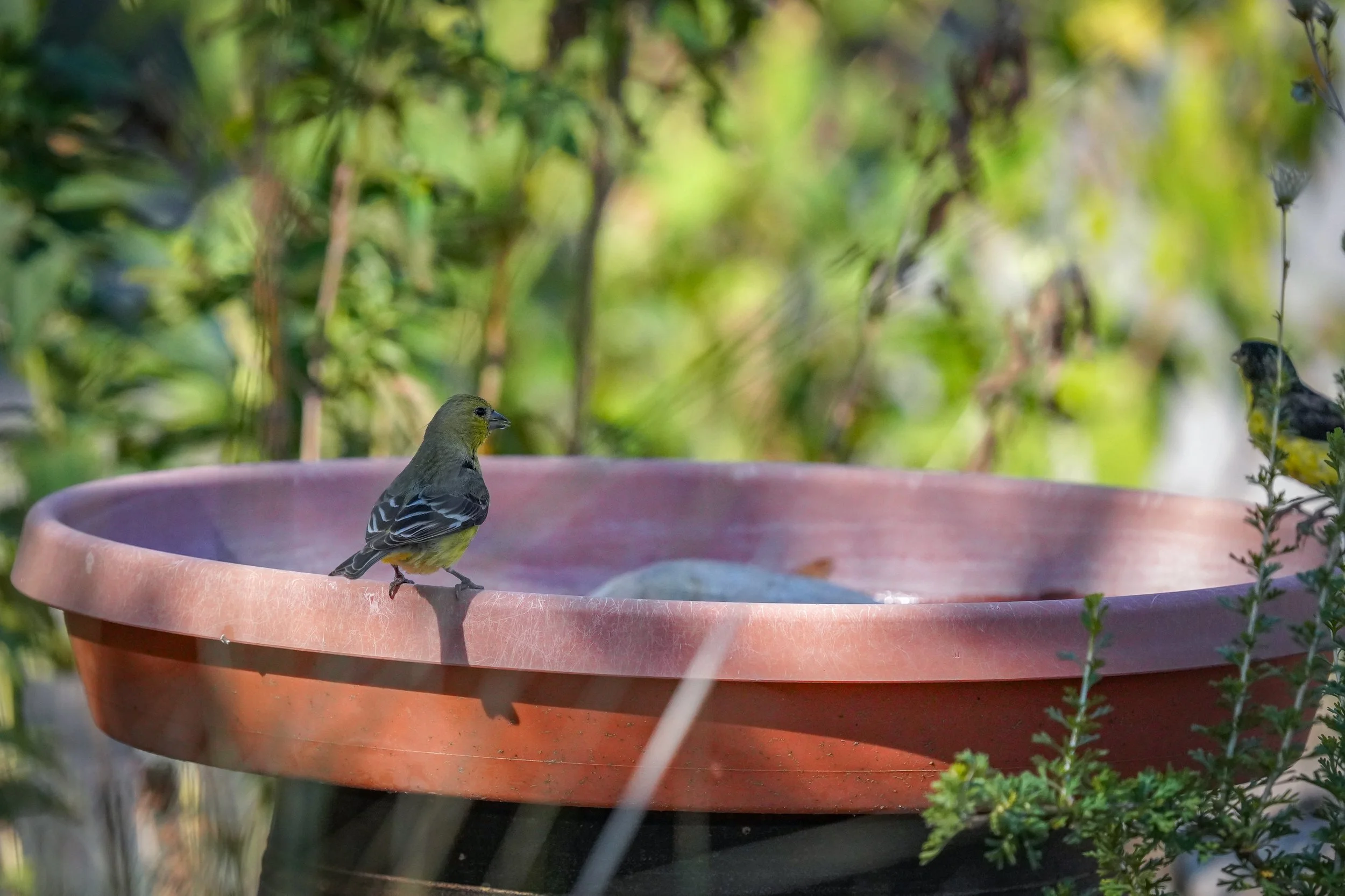 2024-09-07-kingery-nature-center-host-table-lesser-goldfinch-laura-sheets-3.jpg