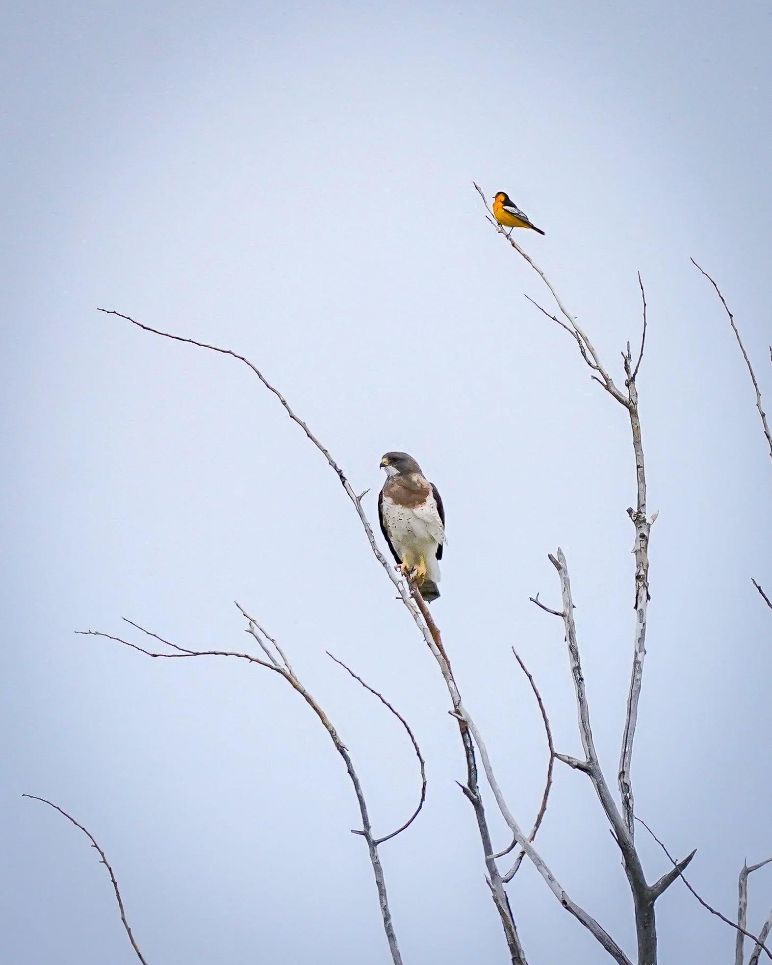 Swainson's Hawk & Bullock's Oriole