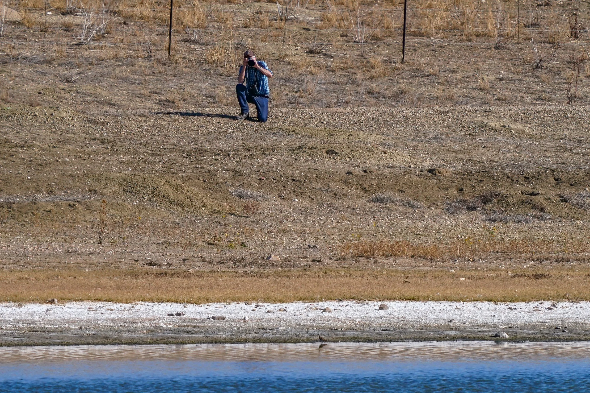 Another photographer "getting the shot" of the Pectoral Sandpiper