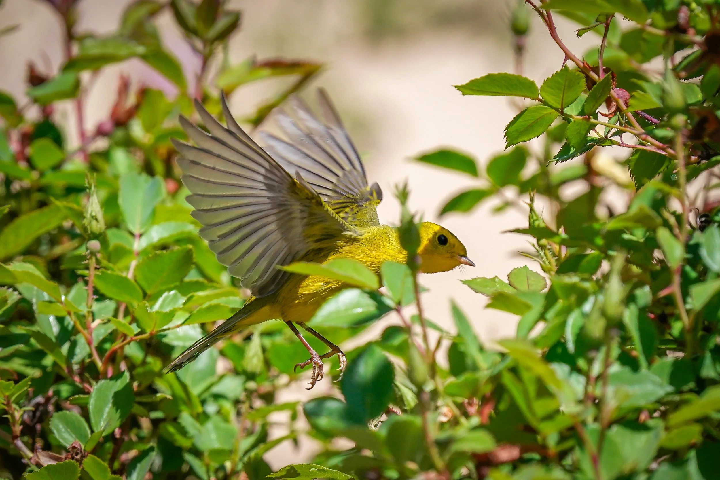 Wilson's warbler enjoying a rose bush