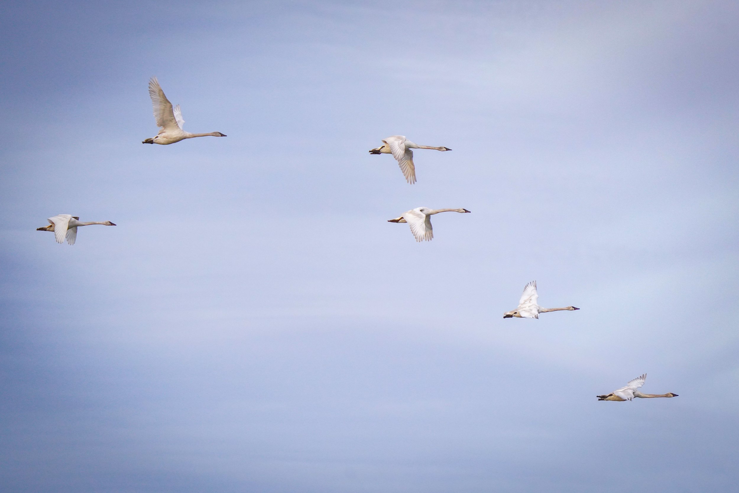 Trumpeter Swans