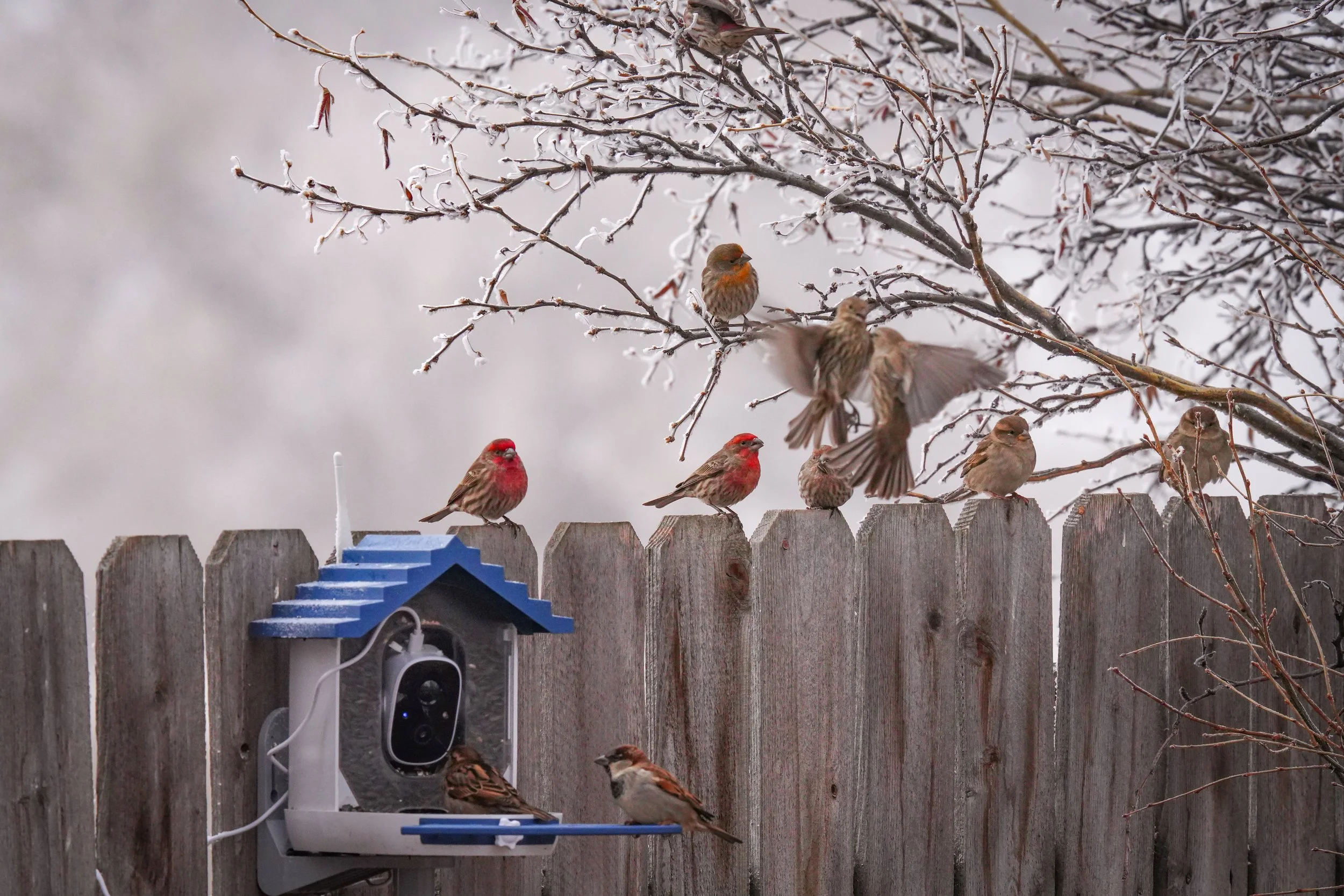 Taking turns at the feeder